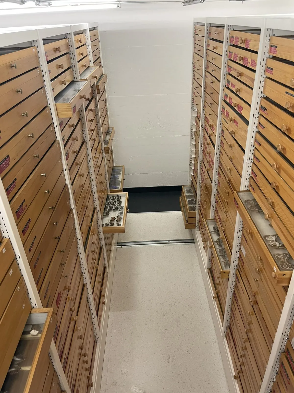 An aisle of wooden cabinets in the Entomologische Sammlung der ETH Zürich