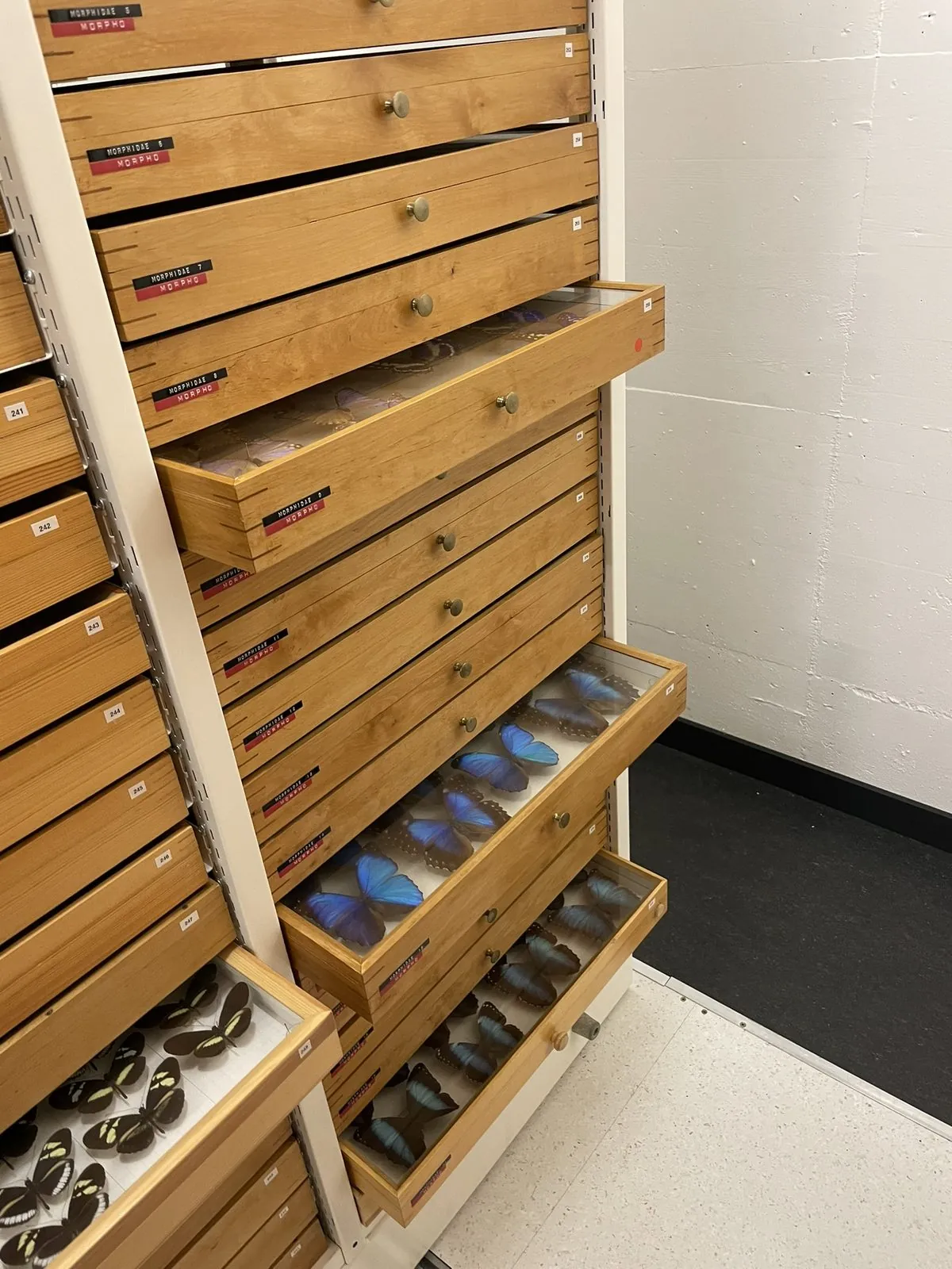 Open drawers of pinned blue Morpho butterflies in the ETH Zurich collection