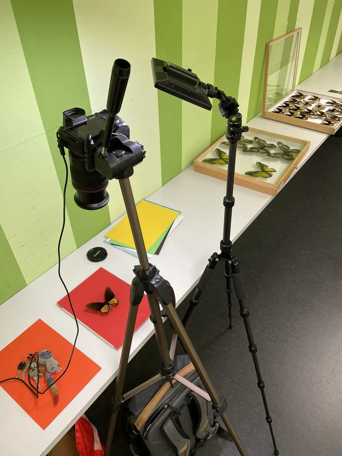 My setup: one camera, one light, coloured paper.