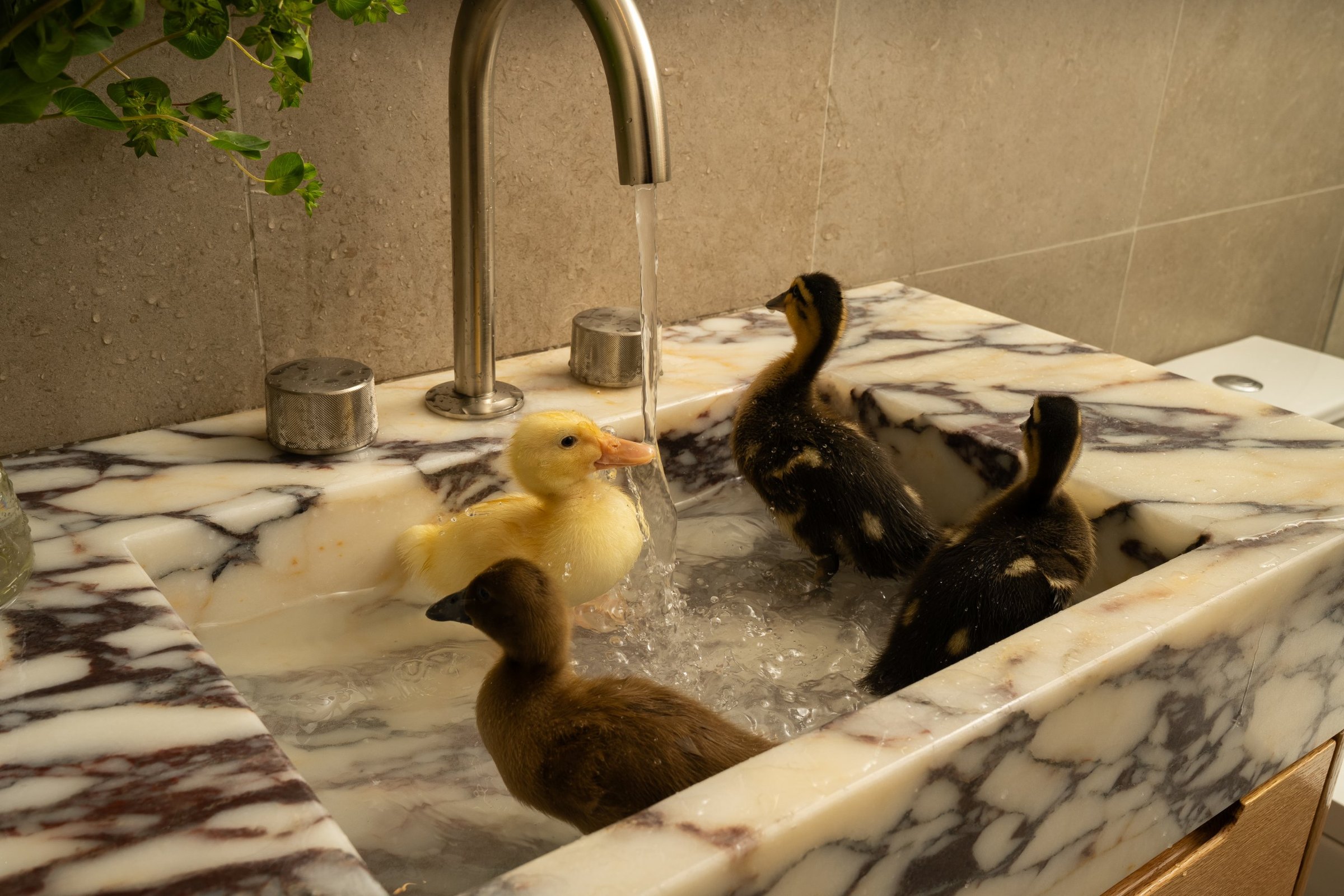 Four ducklings splashing in a marble powder room sink, San Francisco Bay Area. Real estate photography by Lumiful Media