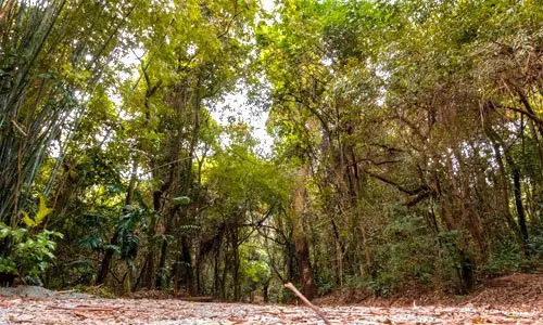 Trilha de terra atravessa trecho preservado de Mata Atlântica dentro do campus