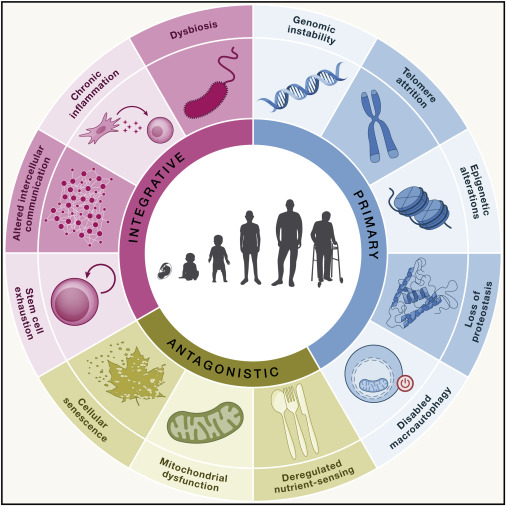 Wheel of the 12 hallmarks of aging, grouped as primary, antagonistic and integrative
