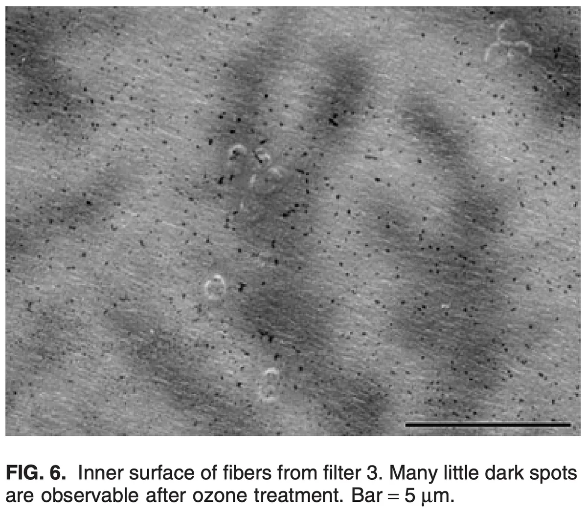 Micrograph of dialysis filter fibers with many small dark spots after ozone treatment