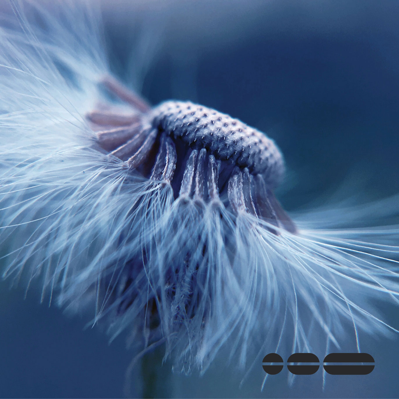 Macro photography of dandelion with most of the pappi blown away, with image representing not letting your brand become a casualty