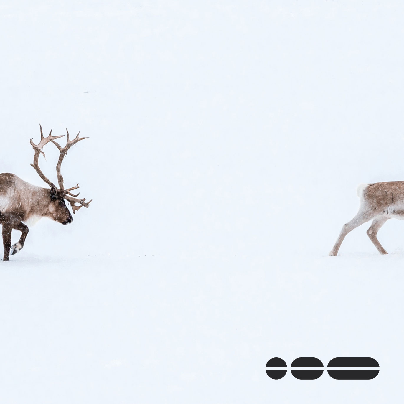 Two deer in the snow walking apart which represents breaking up with your Microsoft templates