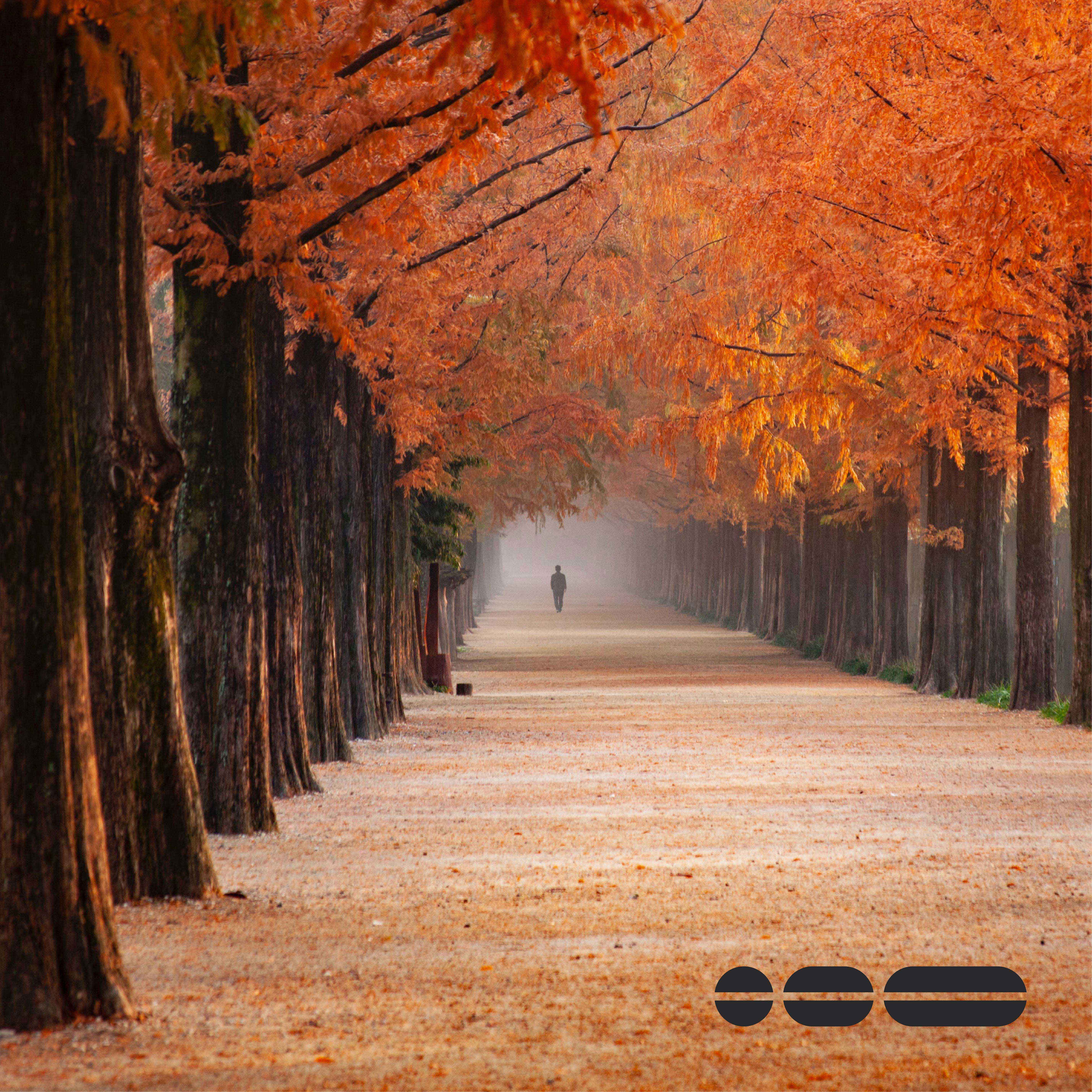 BrandOps Insights image featuring autumn tree lined path representing the path you take during visual brand identity creation.