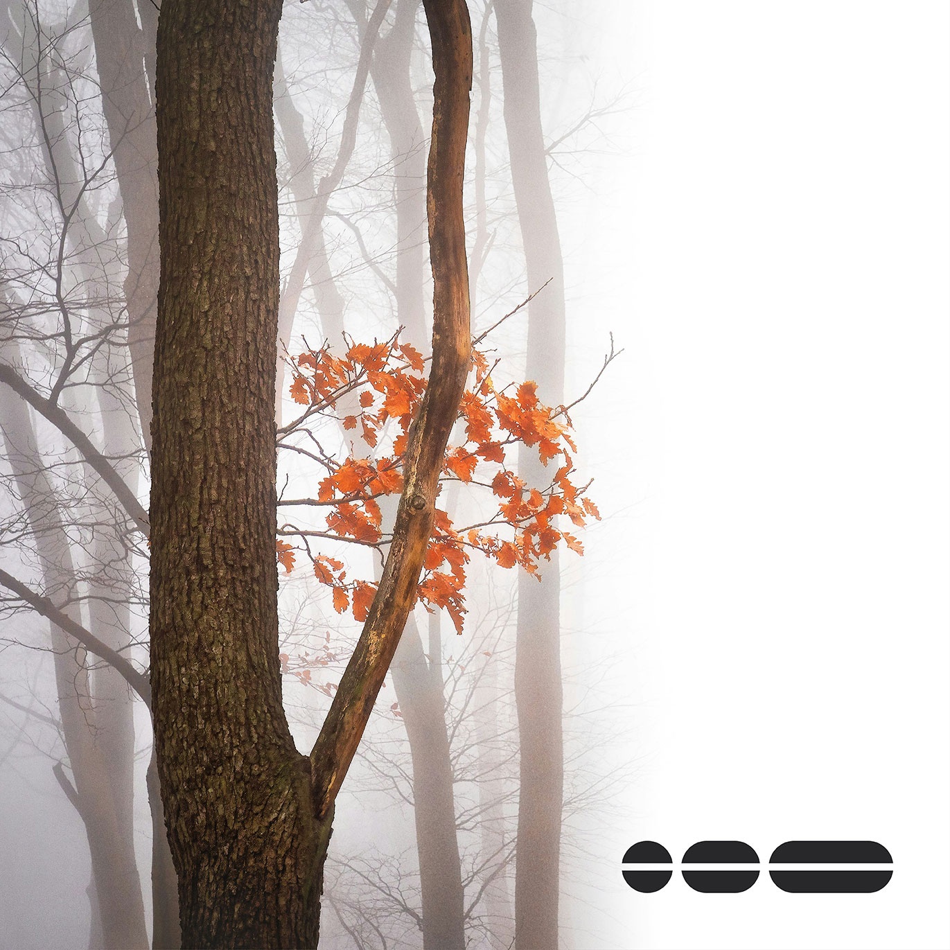 Autumnal trees with orange leaves and tree trunks take up the left hand side of the image. The right hand side is all white with the BrandOps logo in bottom right corner.
