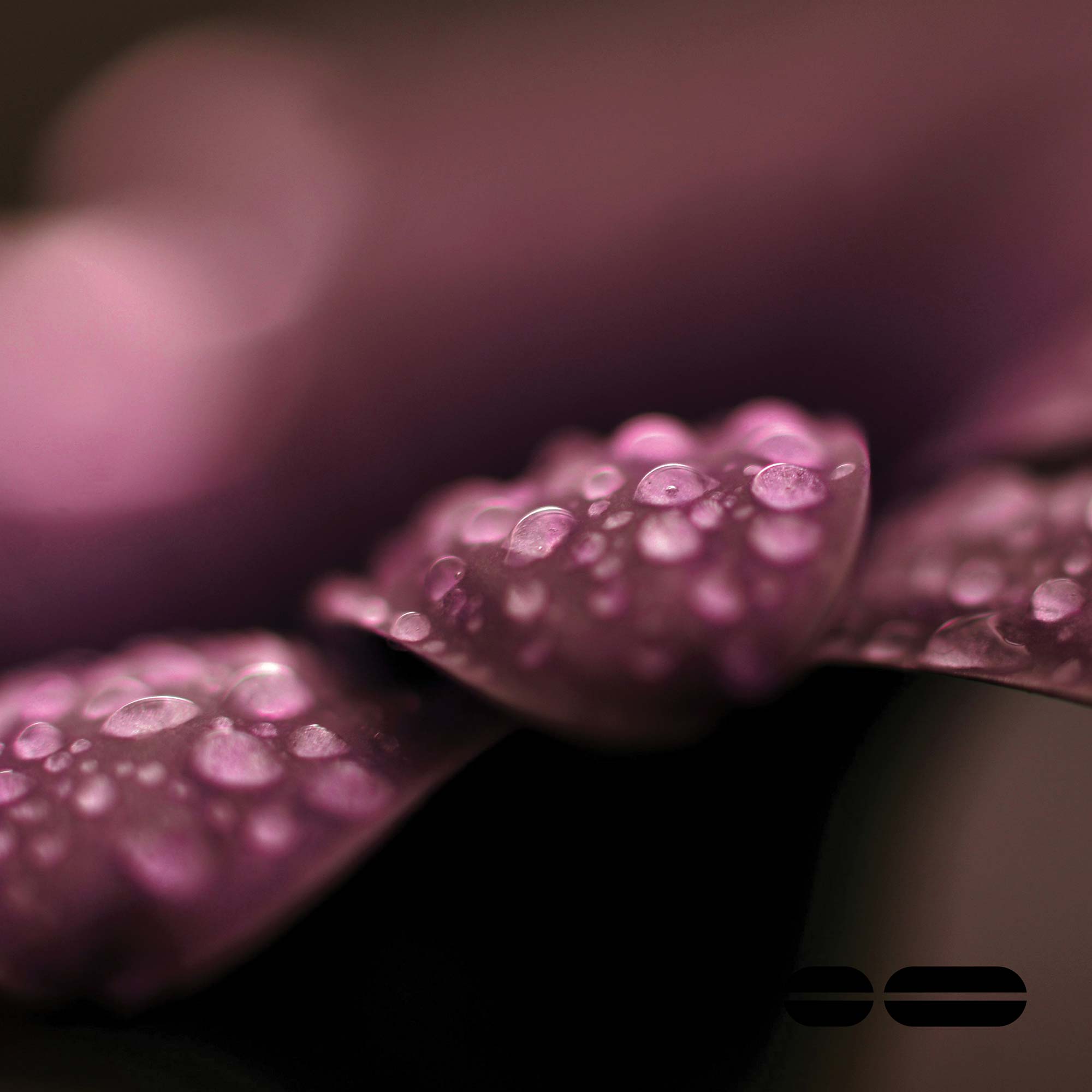 Water drops on three purple leaves, with a blurred background.