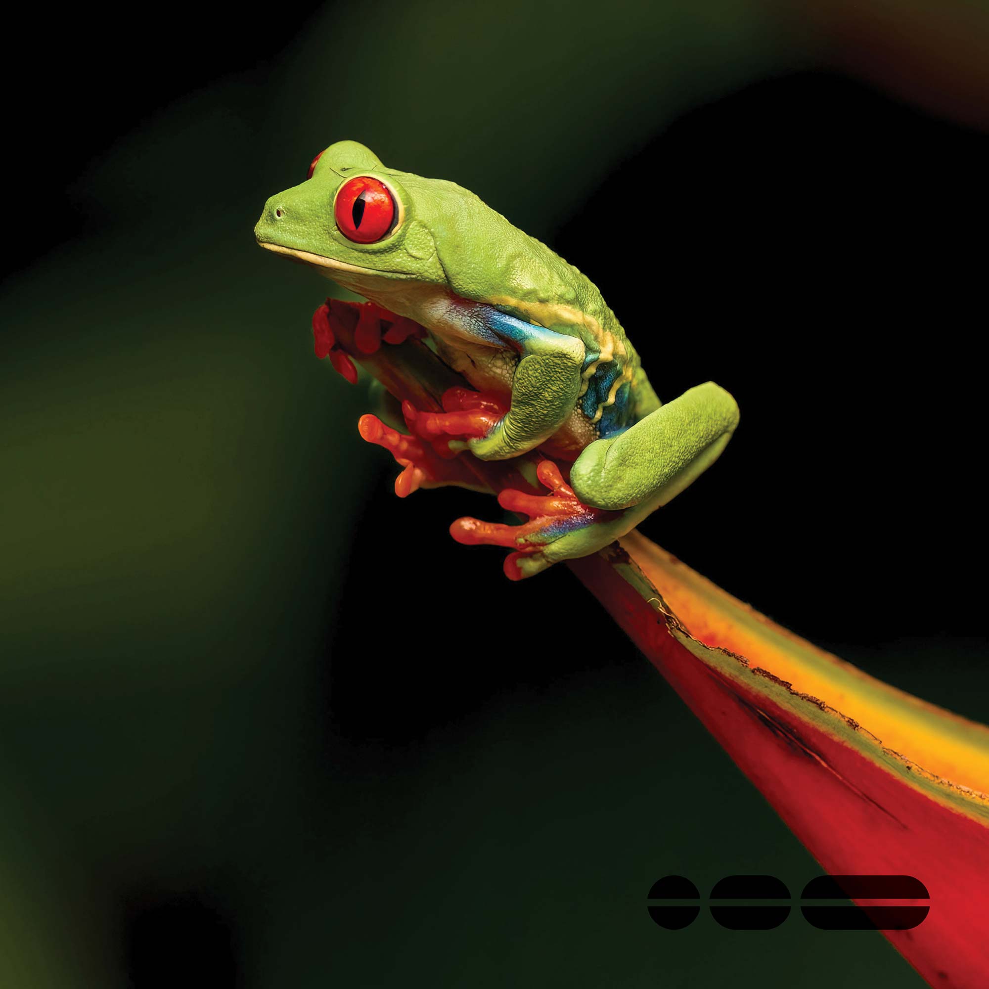 Green frog sitting on the end of a red hard spikey leaf