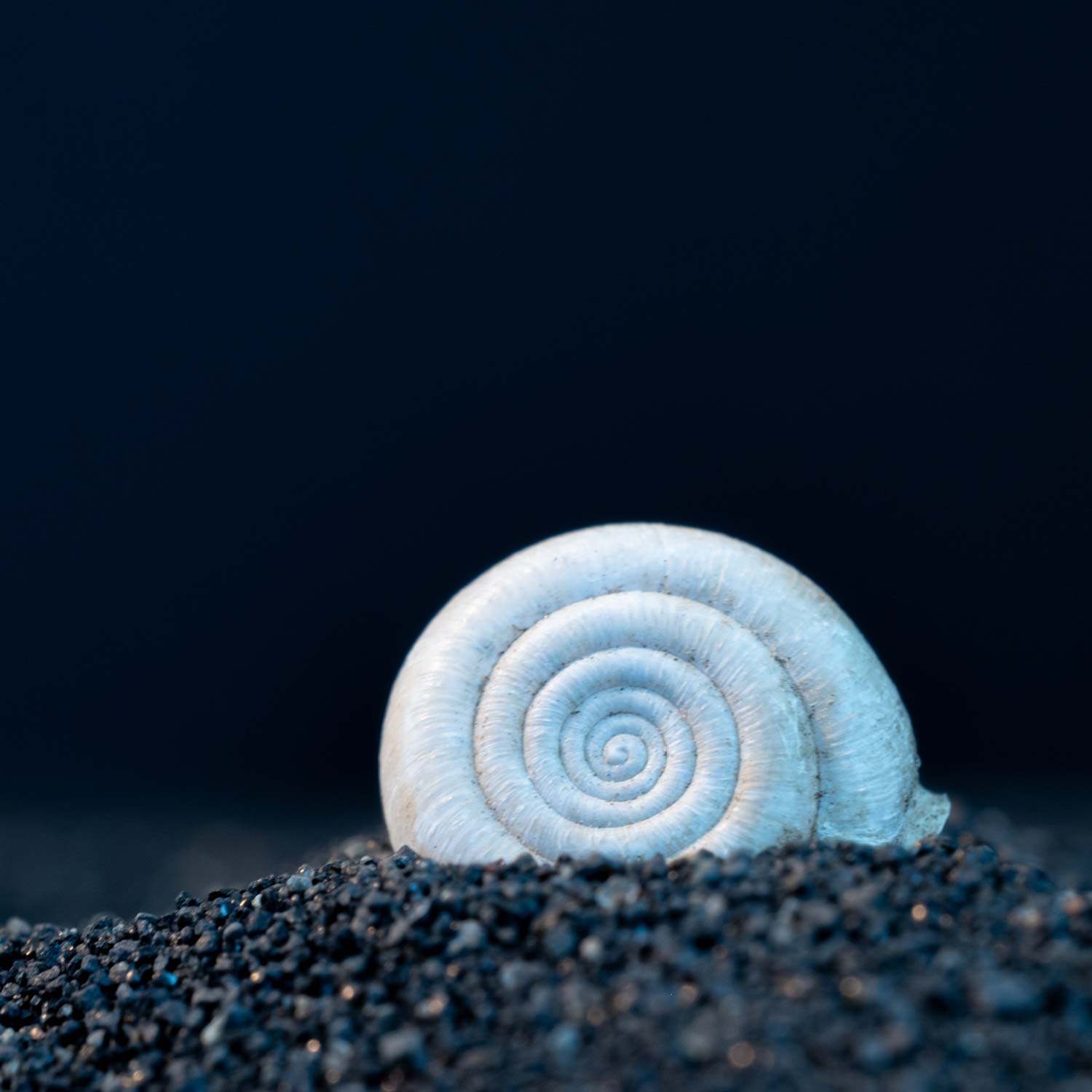White coil-like snail shell on black rocks.