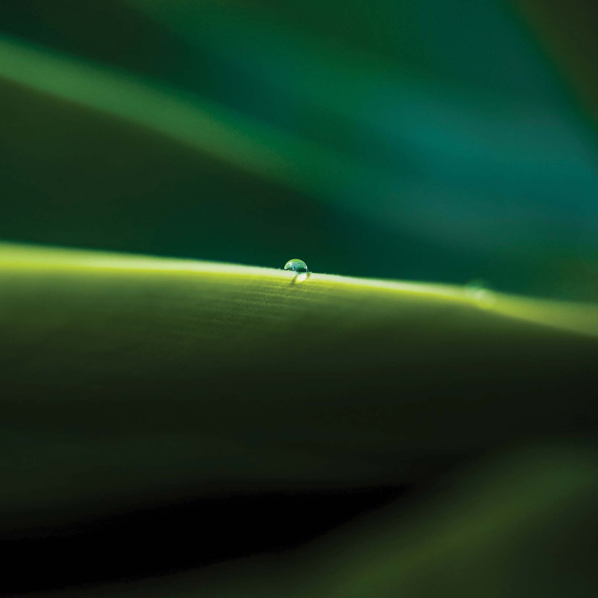 Deep green leaves with tiny insect walking across in the centre of the photo