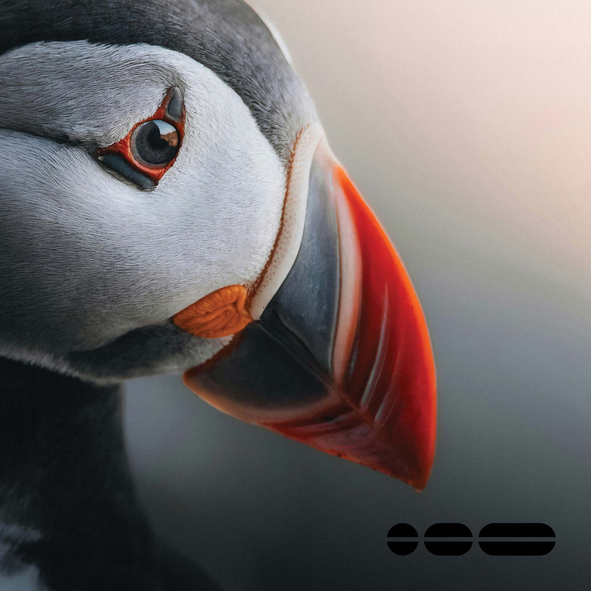 Puffin coming in from the left of the photo, with just its head/beak showing.