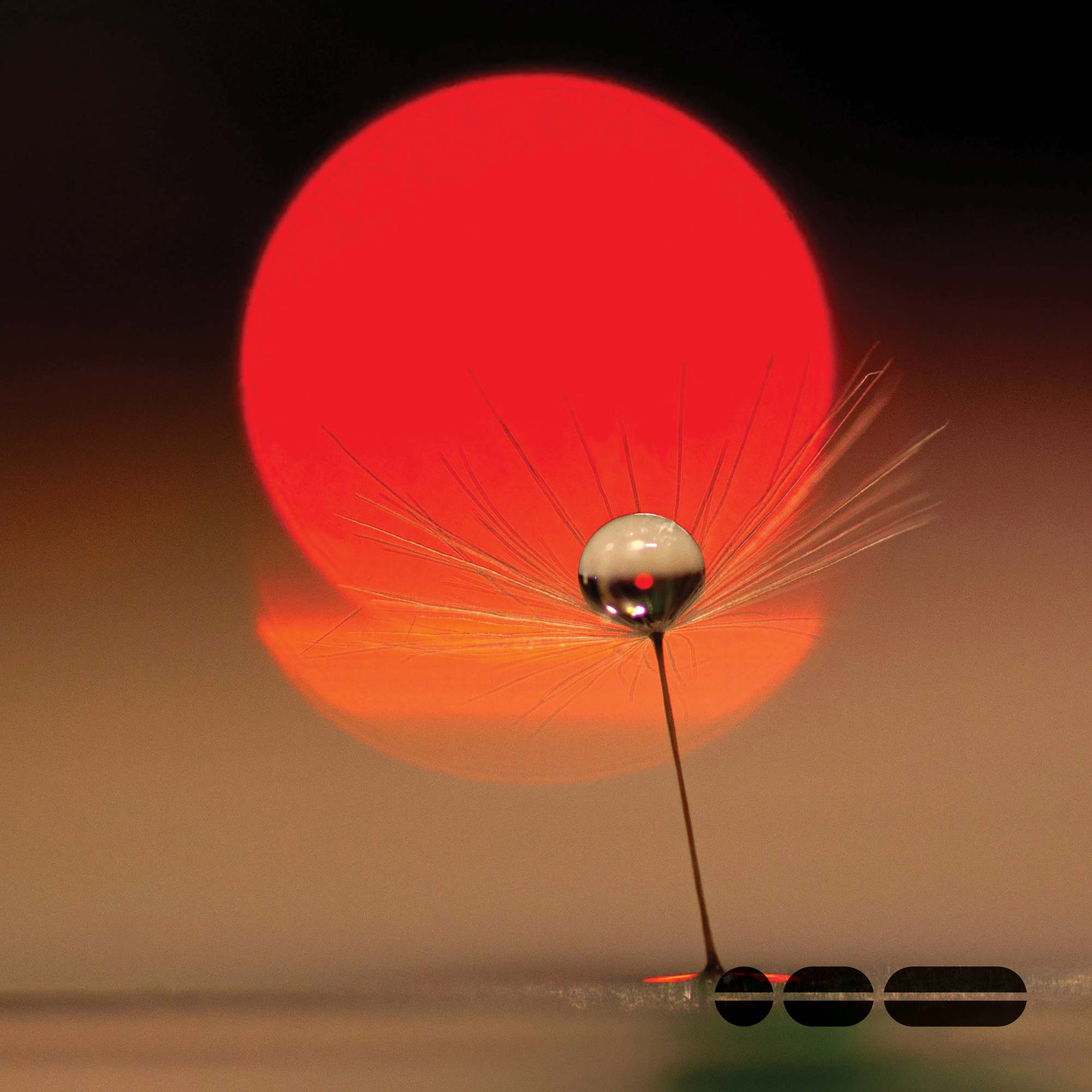 Red sun-like backdrop with a water droplet sitting on a dandelion.