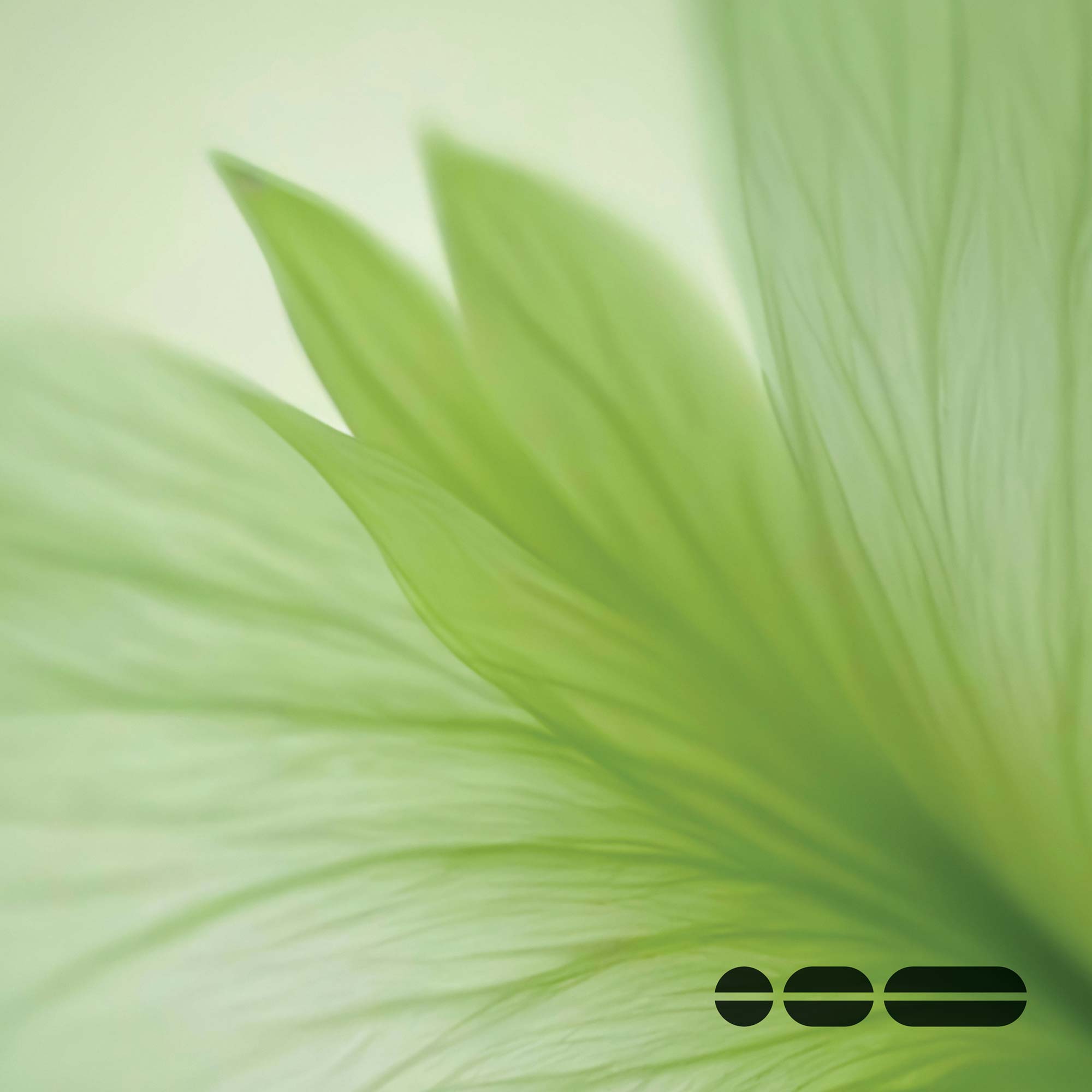 Macro photography of lime green leaves.