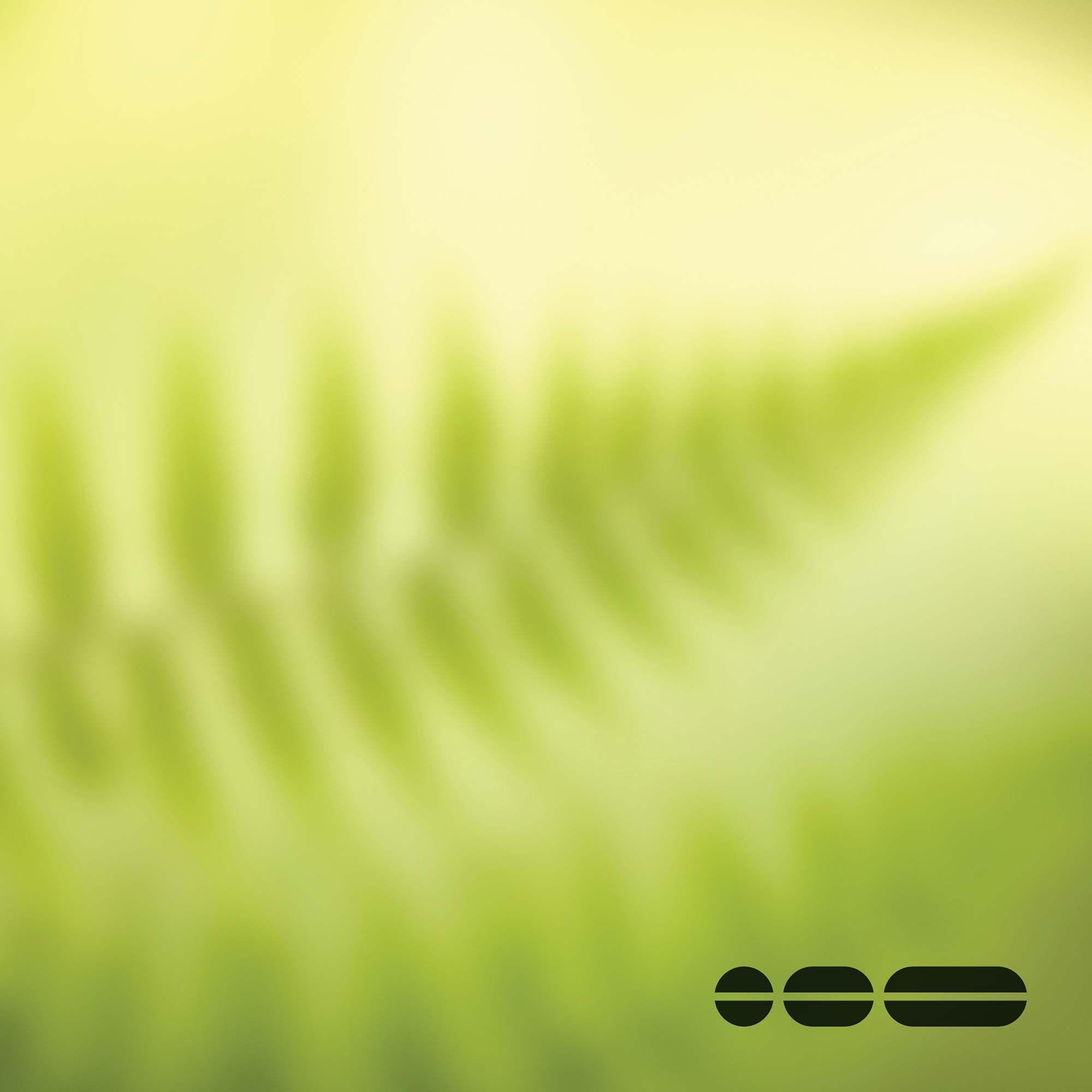 Blurred fern leaf on green background.