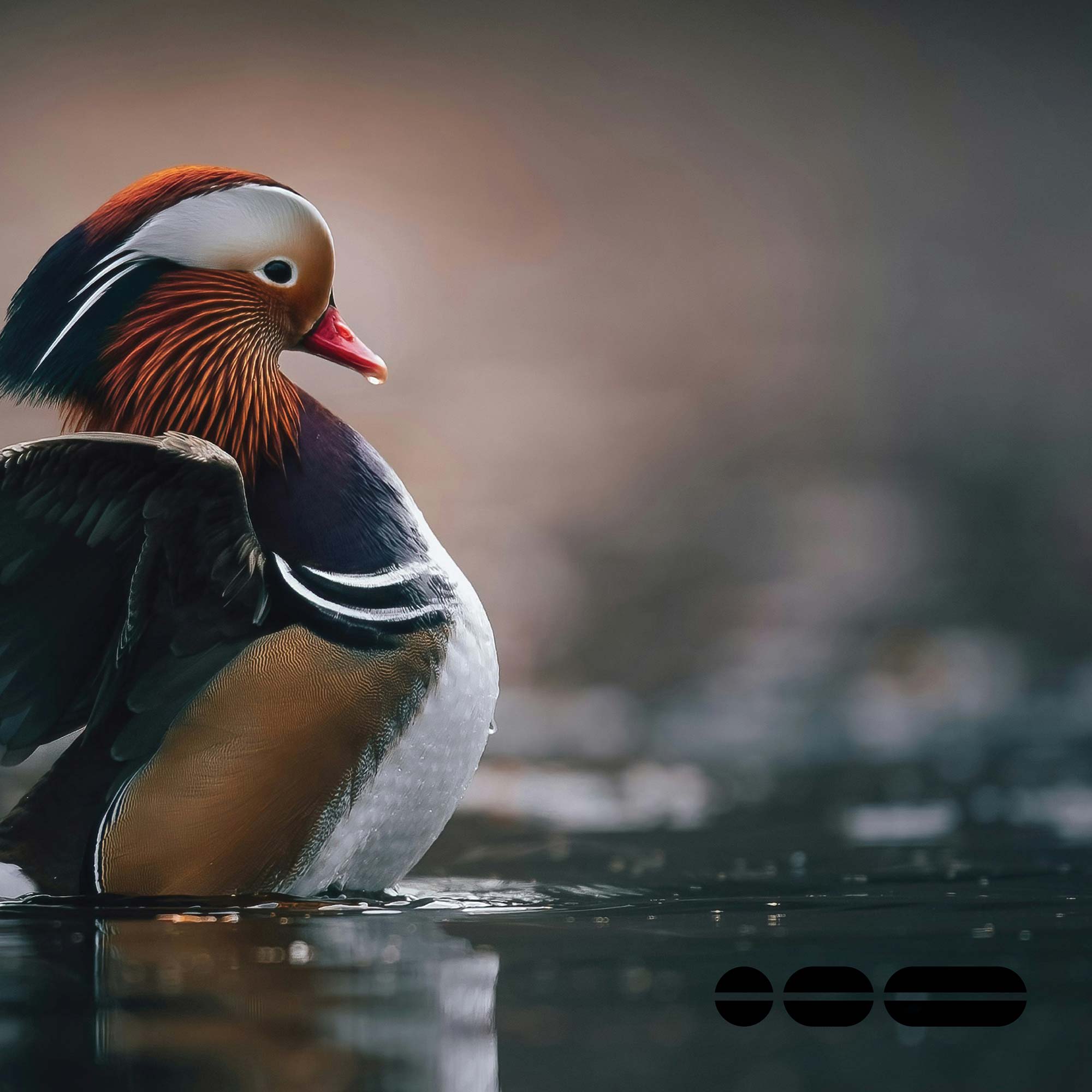 A colourful striped bird sitting on the water's edge.