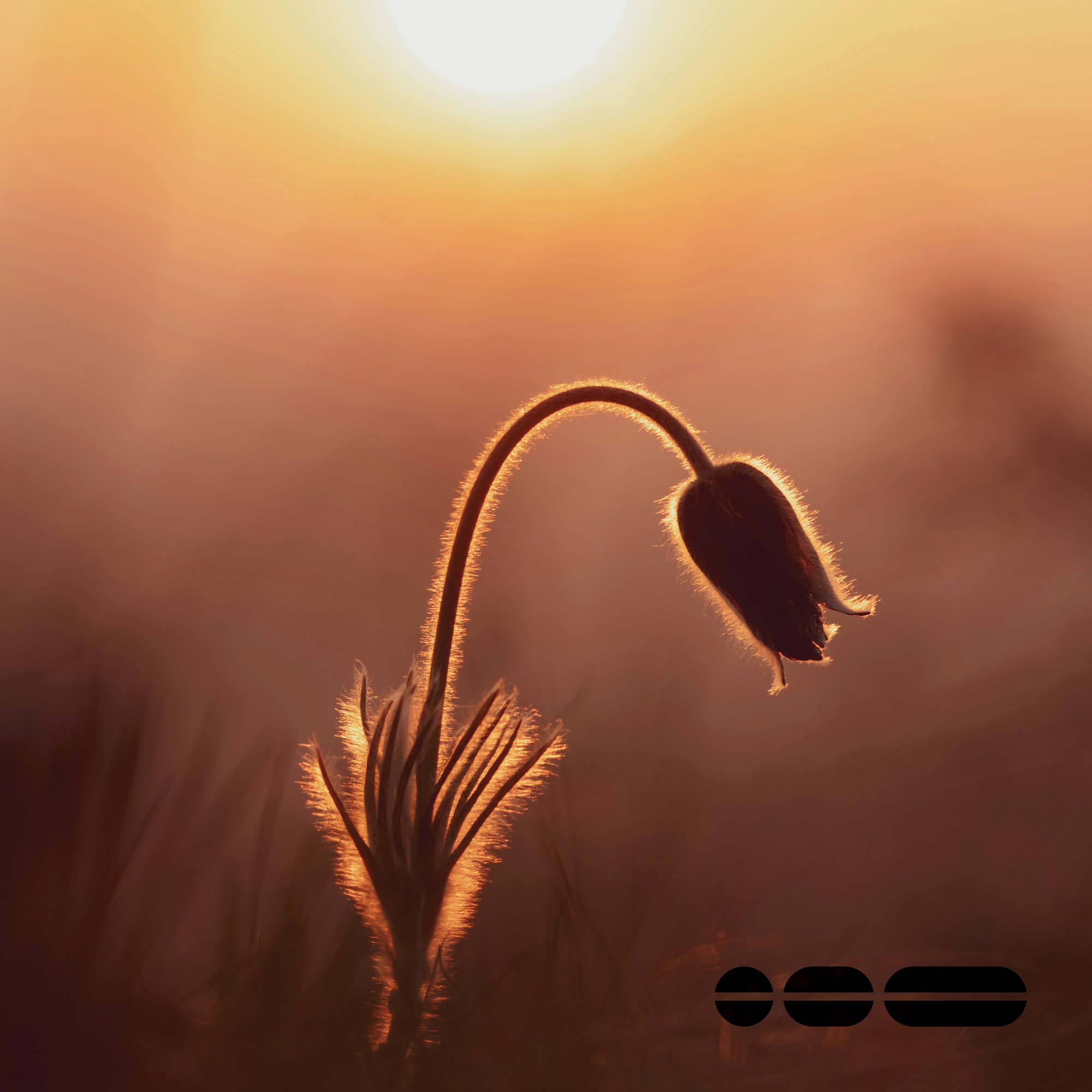 A drooping singular flower in the field, awaiting sunrise.