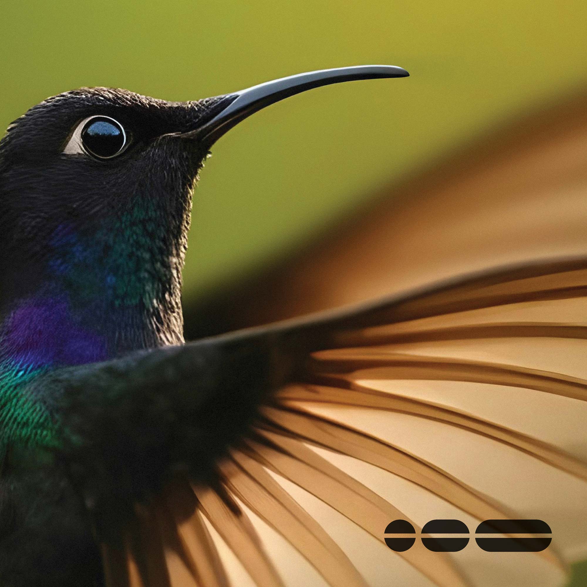 Close-up of a hummingbird with wings spread out in flight.