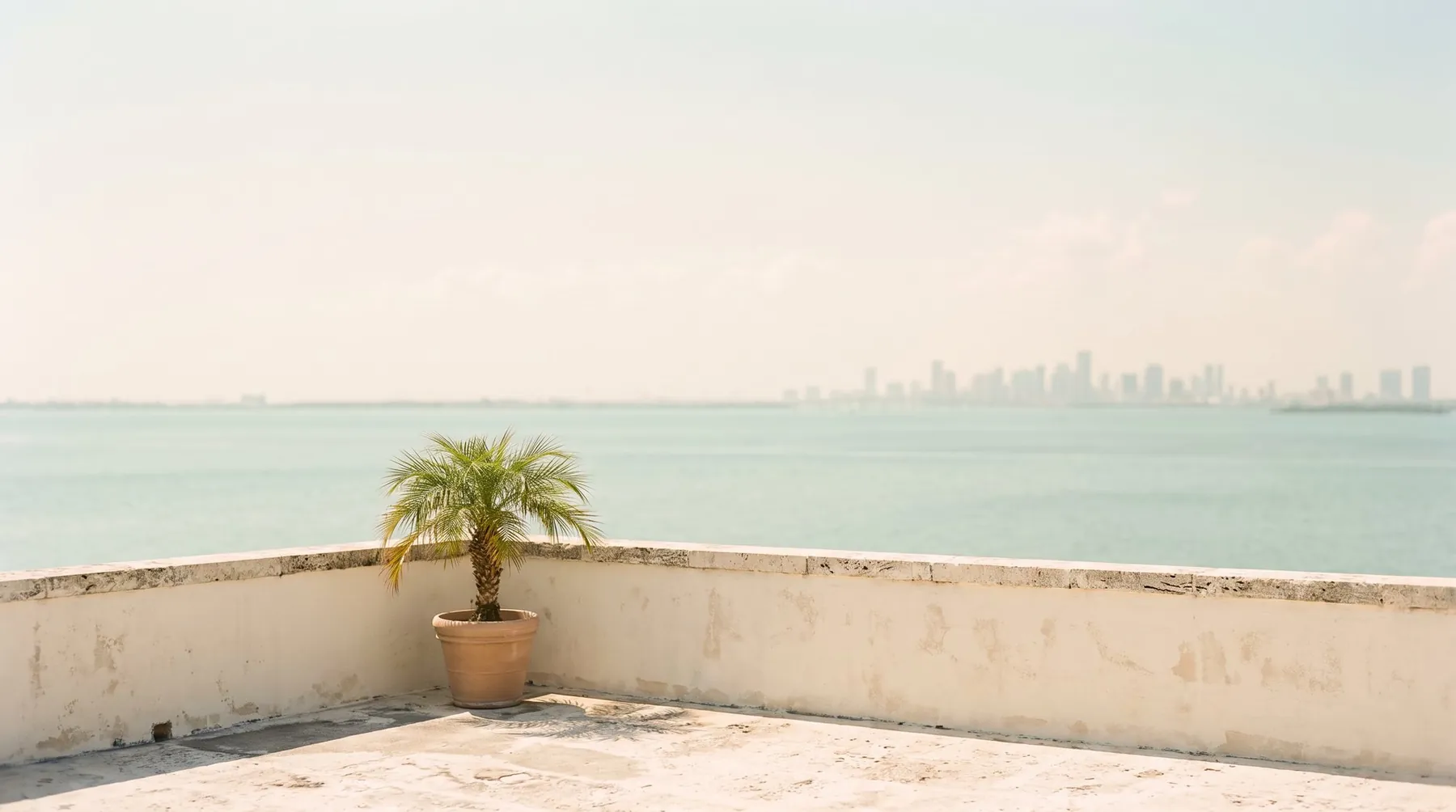 Rooftop terrace with a potted palm looking over Biscayne Bay towards the Miami skyline