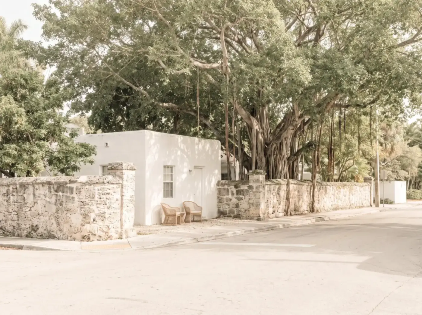 Street in the Design District under a banyan tree