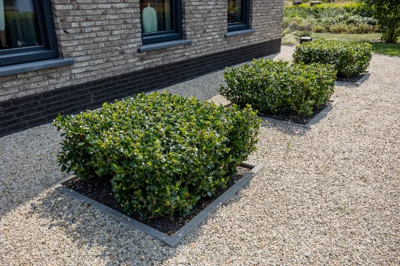Zomeronderhoud: strak in vorm gesnoeide bolvormen in een grindtuin