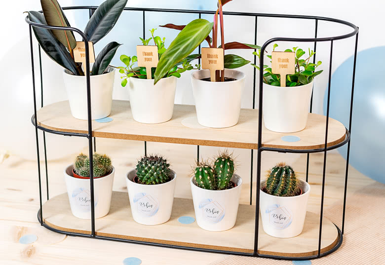 Mini-Blumentopf mit gravierten Pflanzensteckern – 12 Stück
