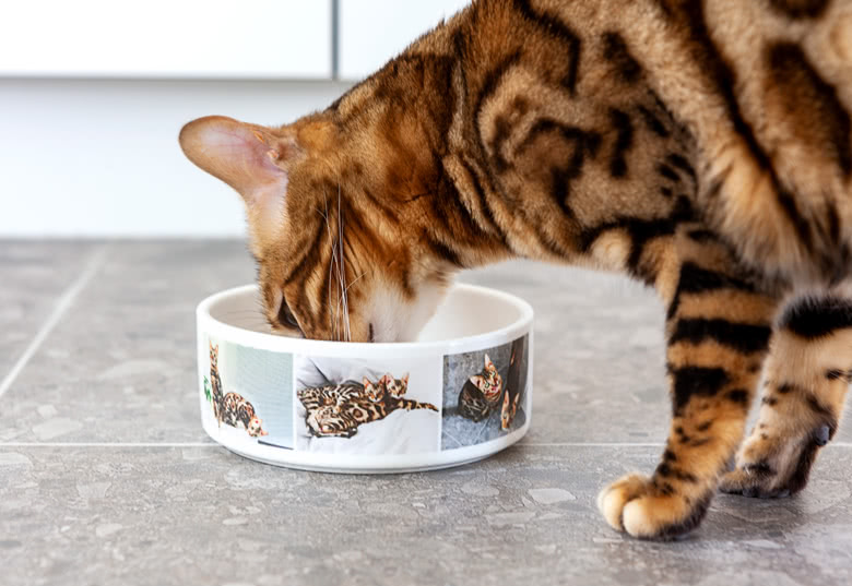 Futternapf mit Foto