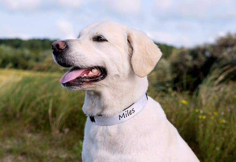 Hundehalsband personalisiert, Größe L