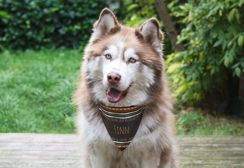 Halstuch für Hunde und Katzen, personalisiert
