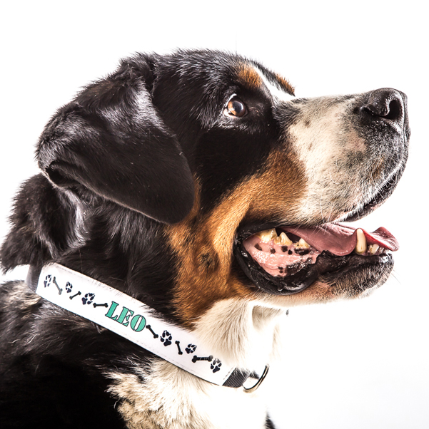 Hundehalsband groß mit Fotodruck