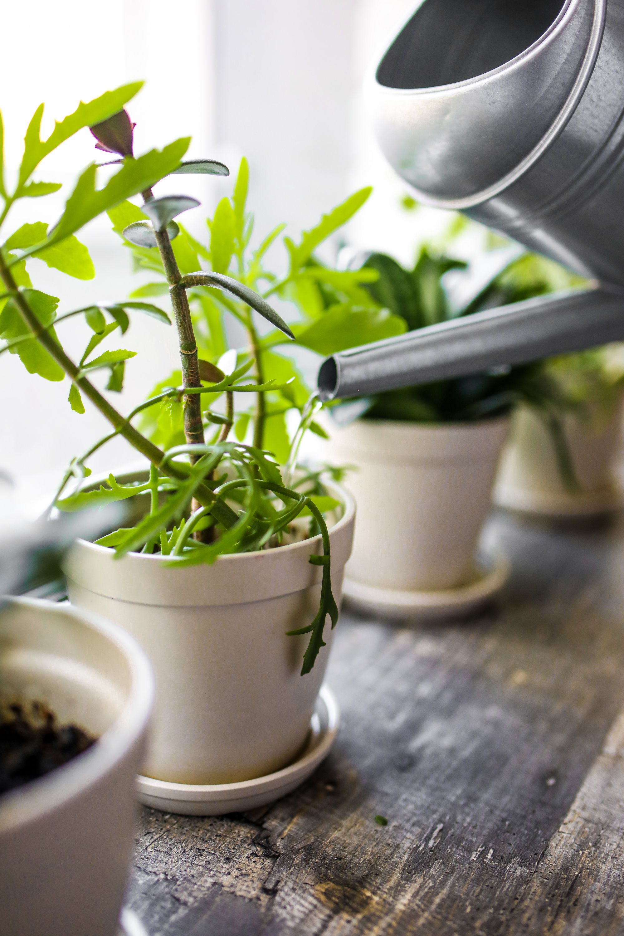 Indoor plant care and styling ideas