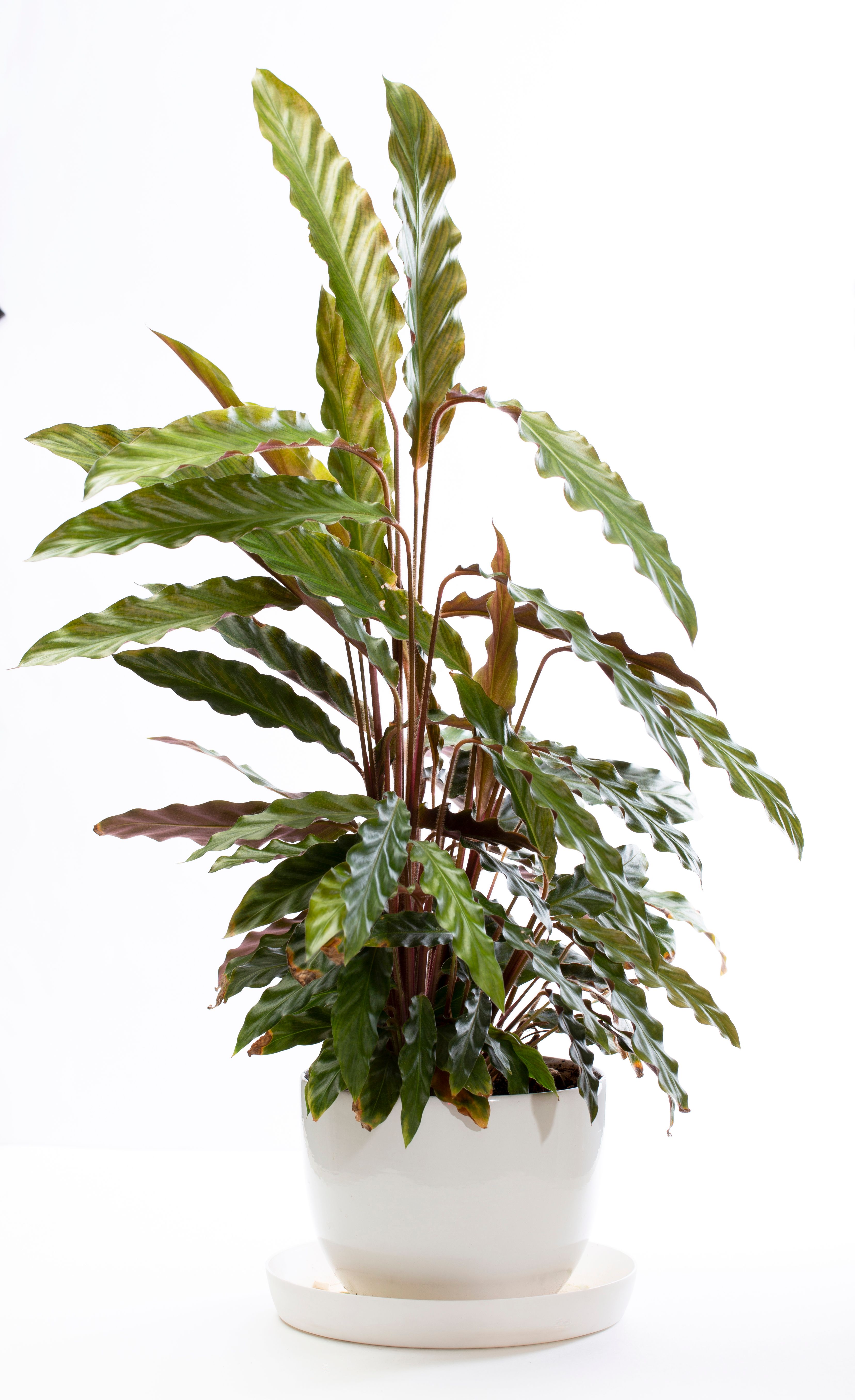 Houseplant care tips for Farmersville Texas