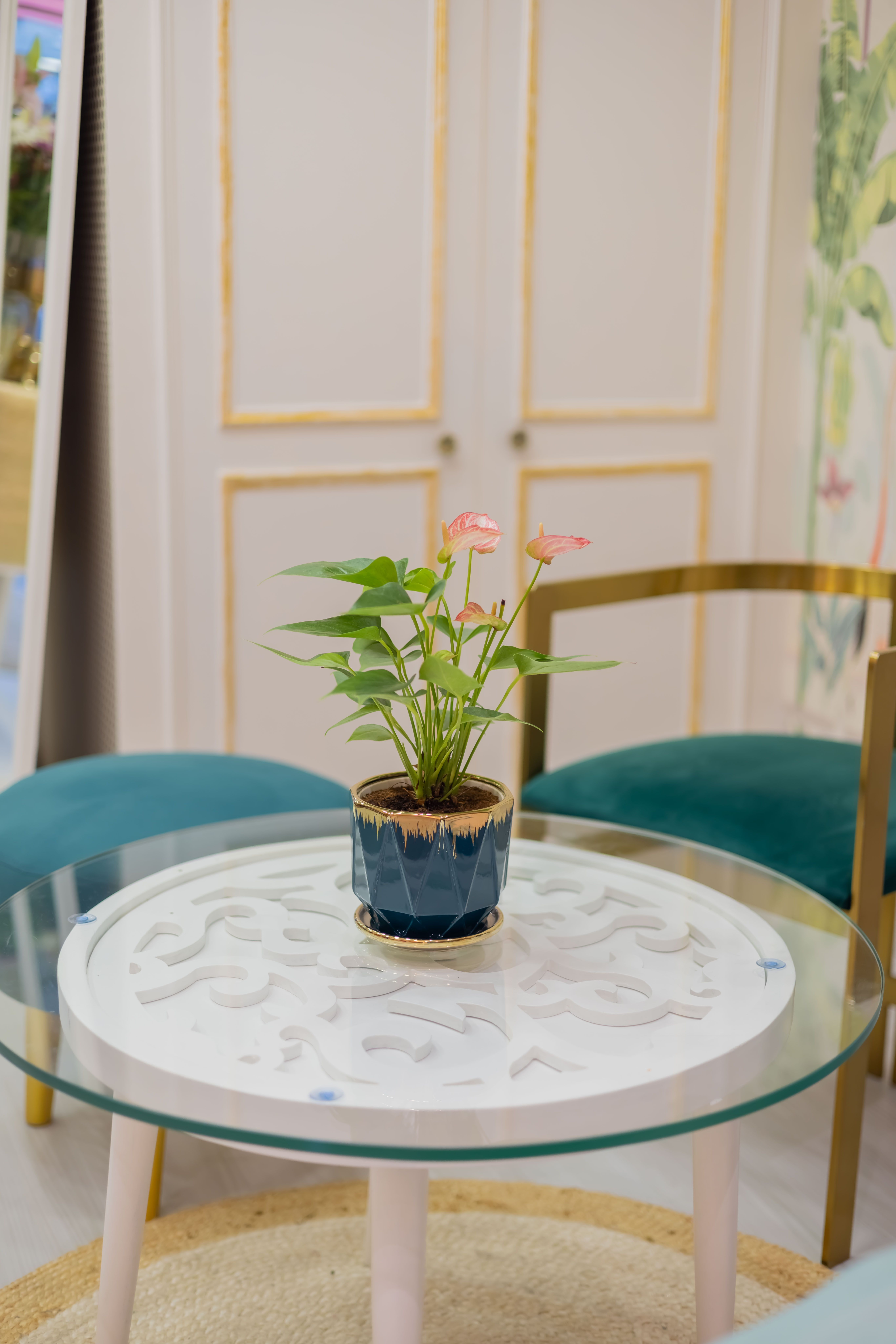 Houseplant care tips for Plano Texas