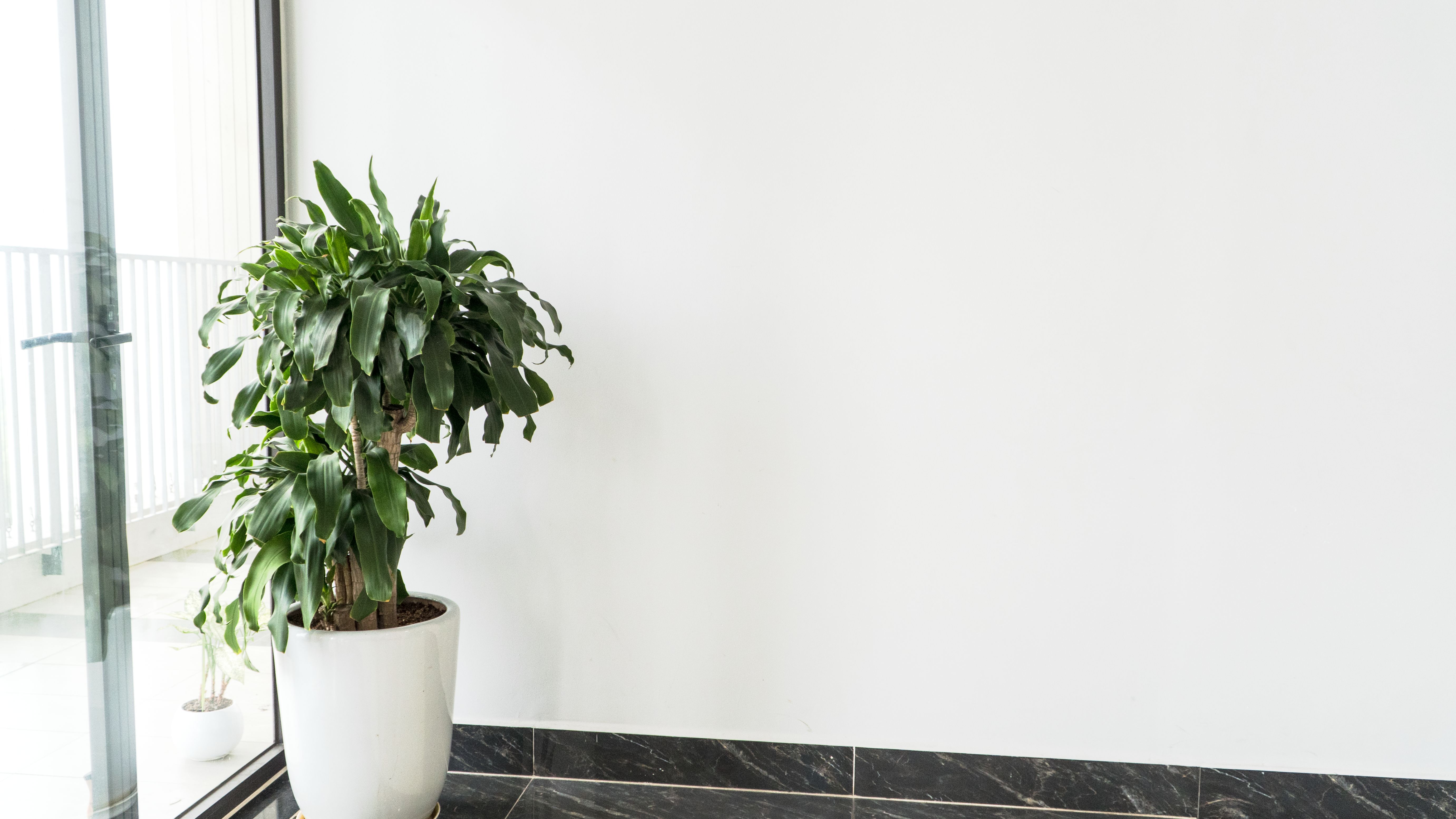 Houseplant care tips for McKinney Texas
