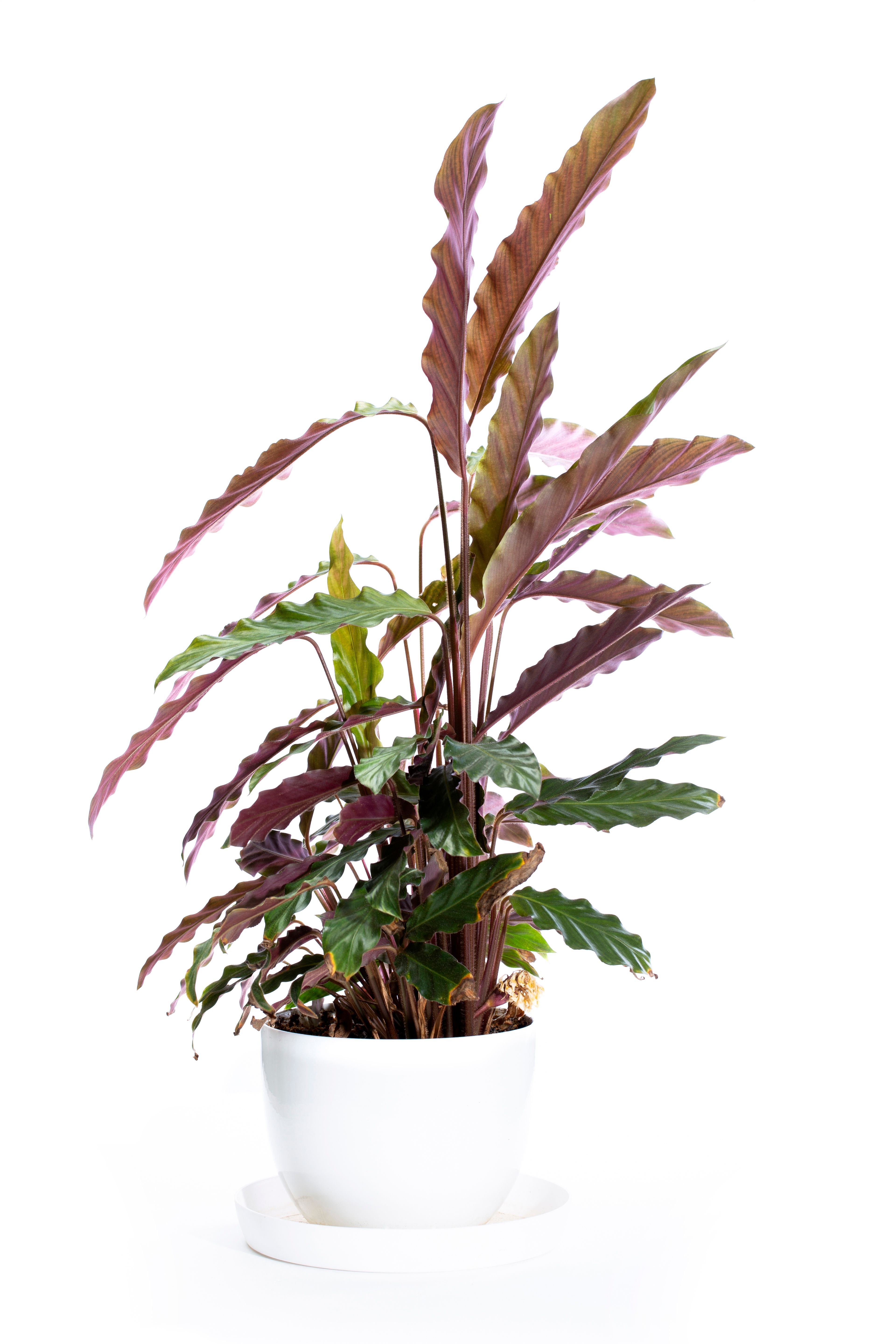 Houseplant care tips for Allen Texas