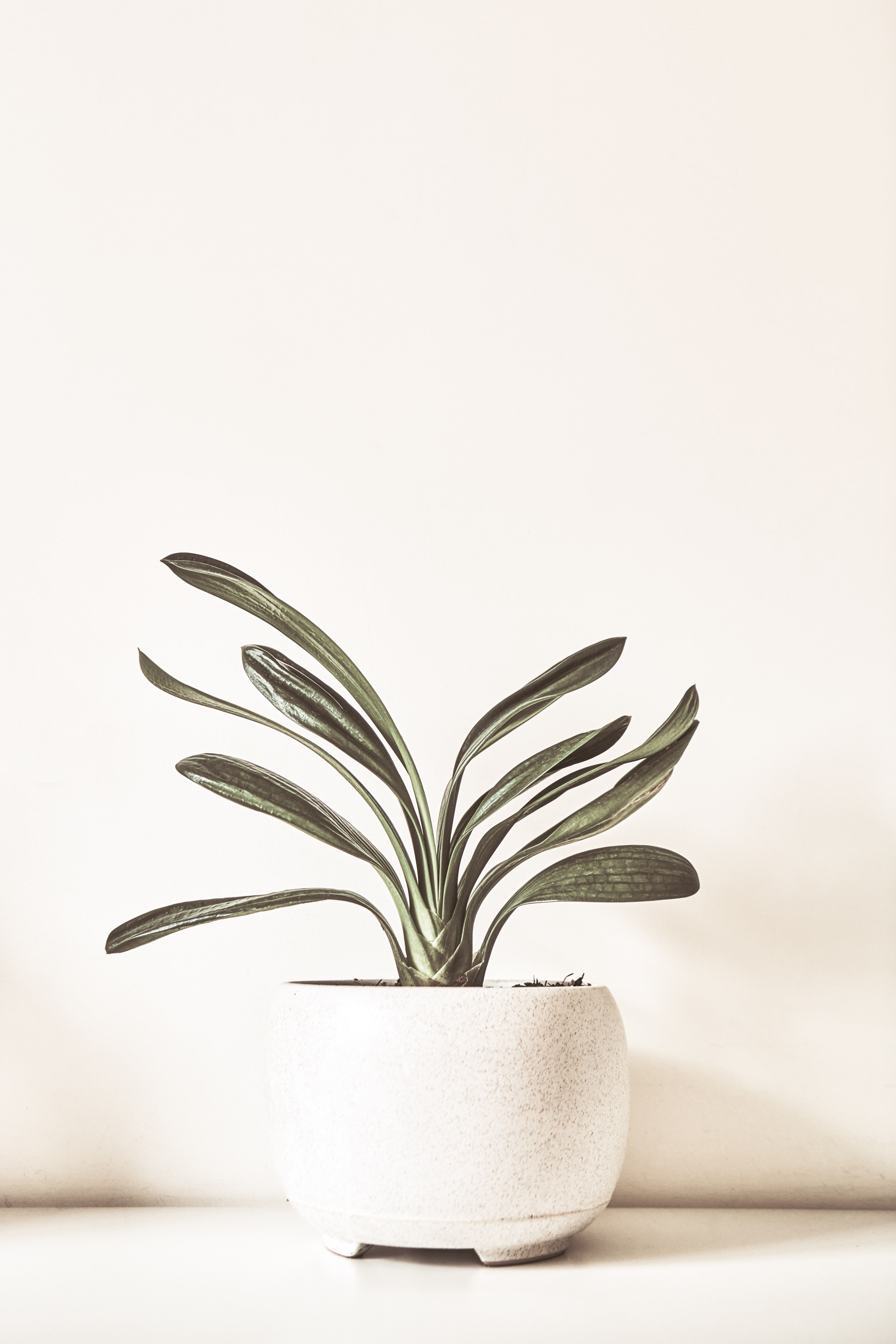 Tropical houseplant decor in Carrollton Texas homes