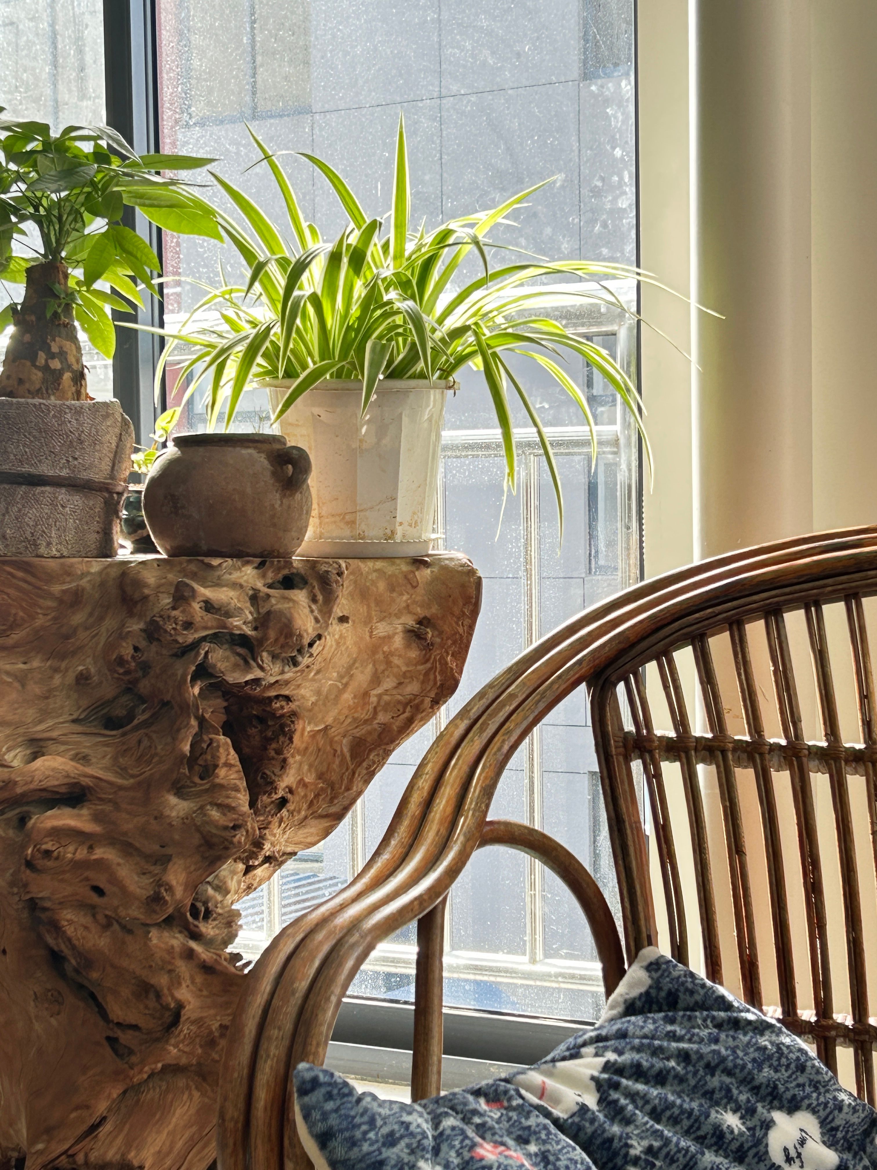 Houseplant care and foliage inspiration for Princeton