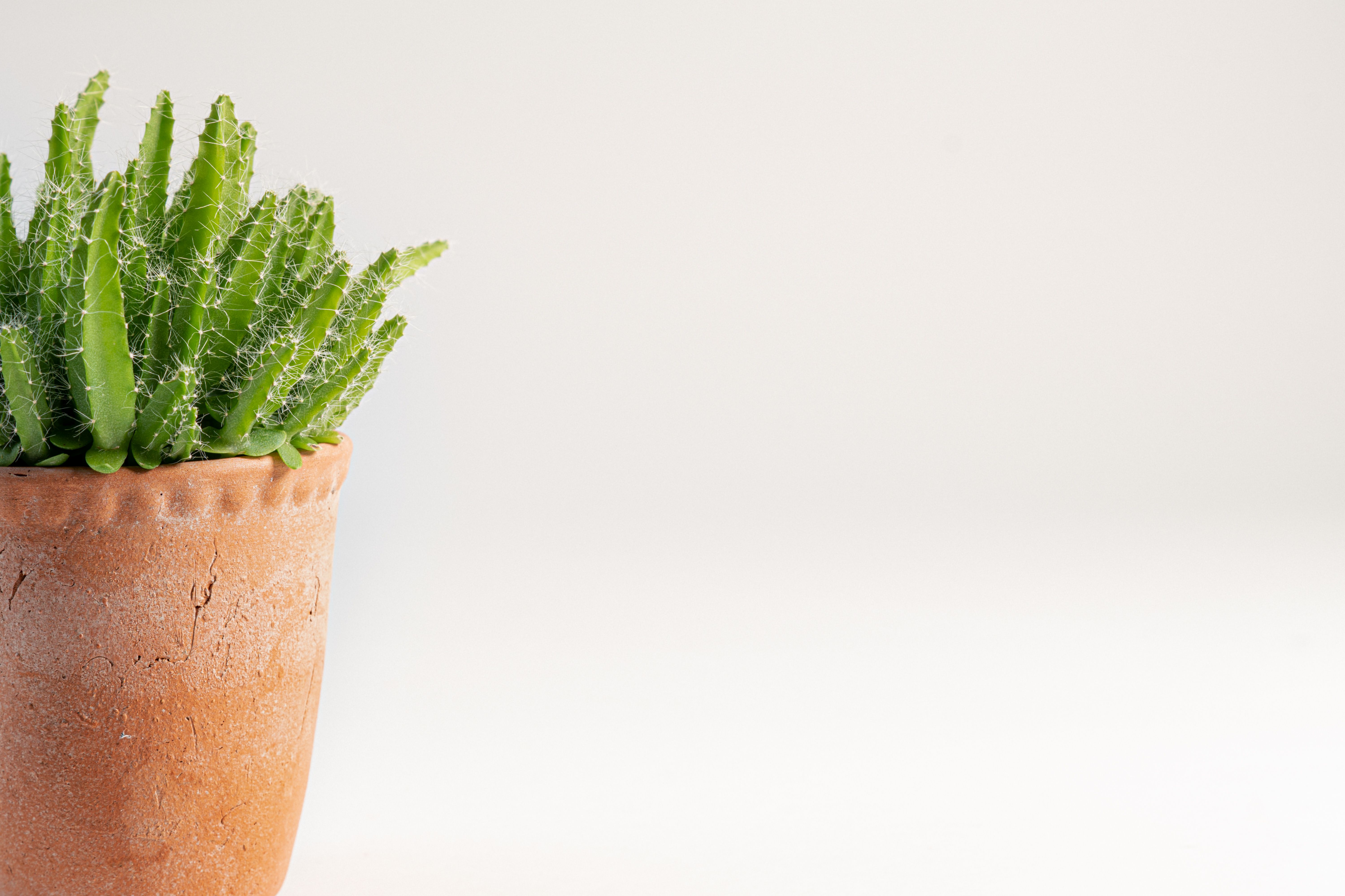 Distinctive indoor plants for collectors