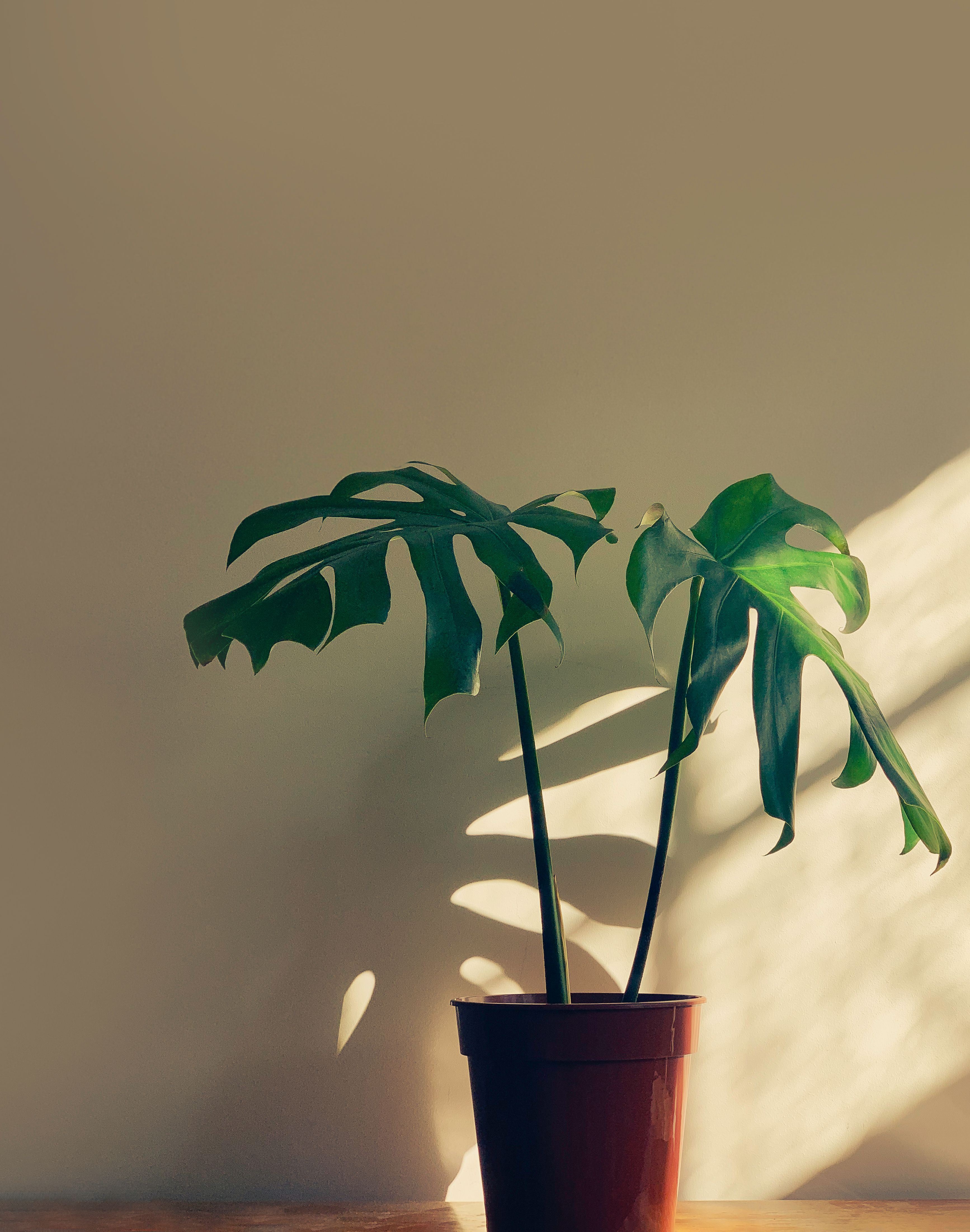 Easy-care indoor foliage for Collin County homes