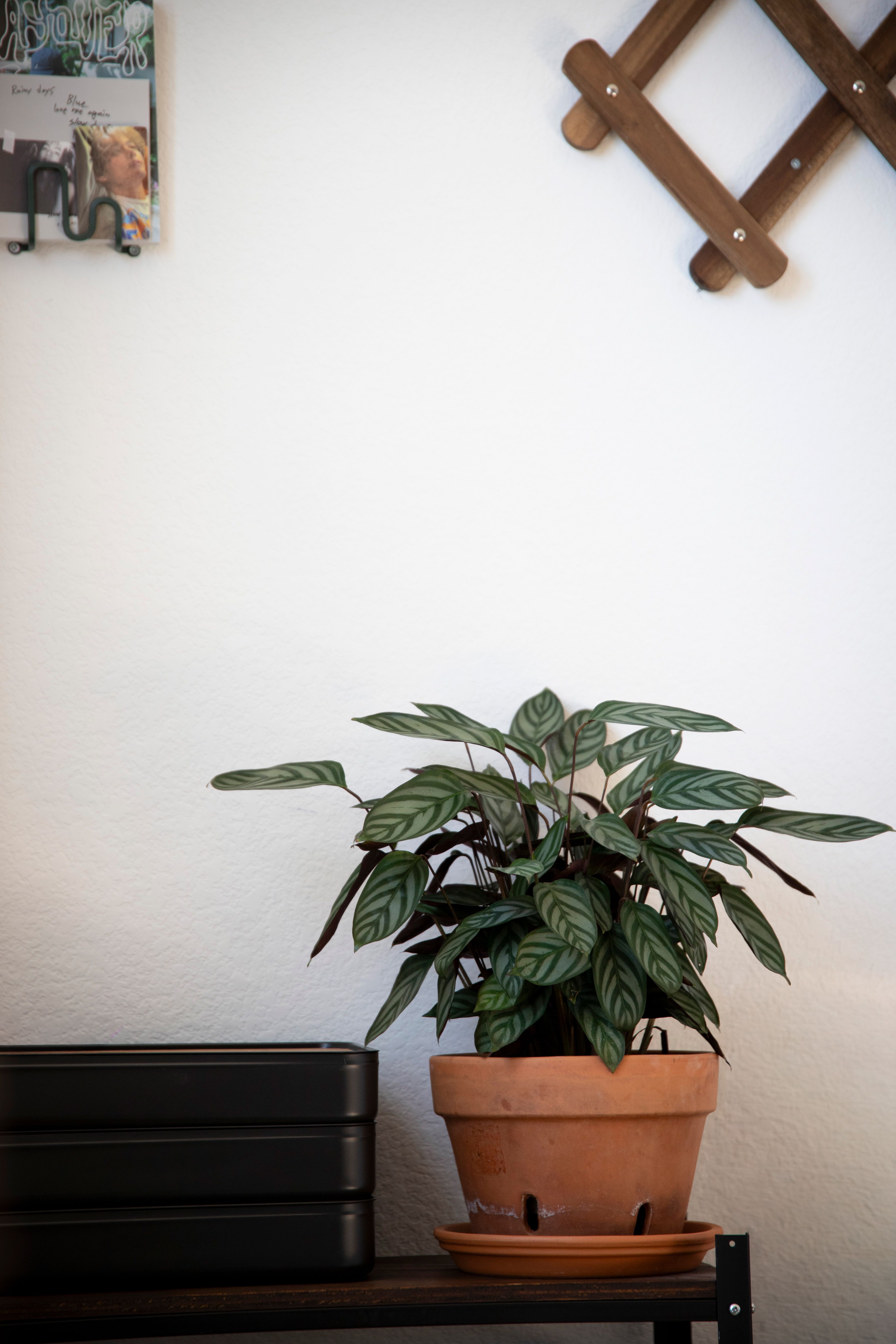 Houseplant care and foliage inspiration for Van Alstyne