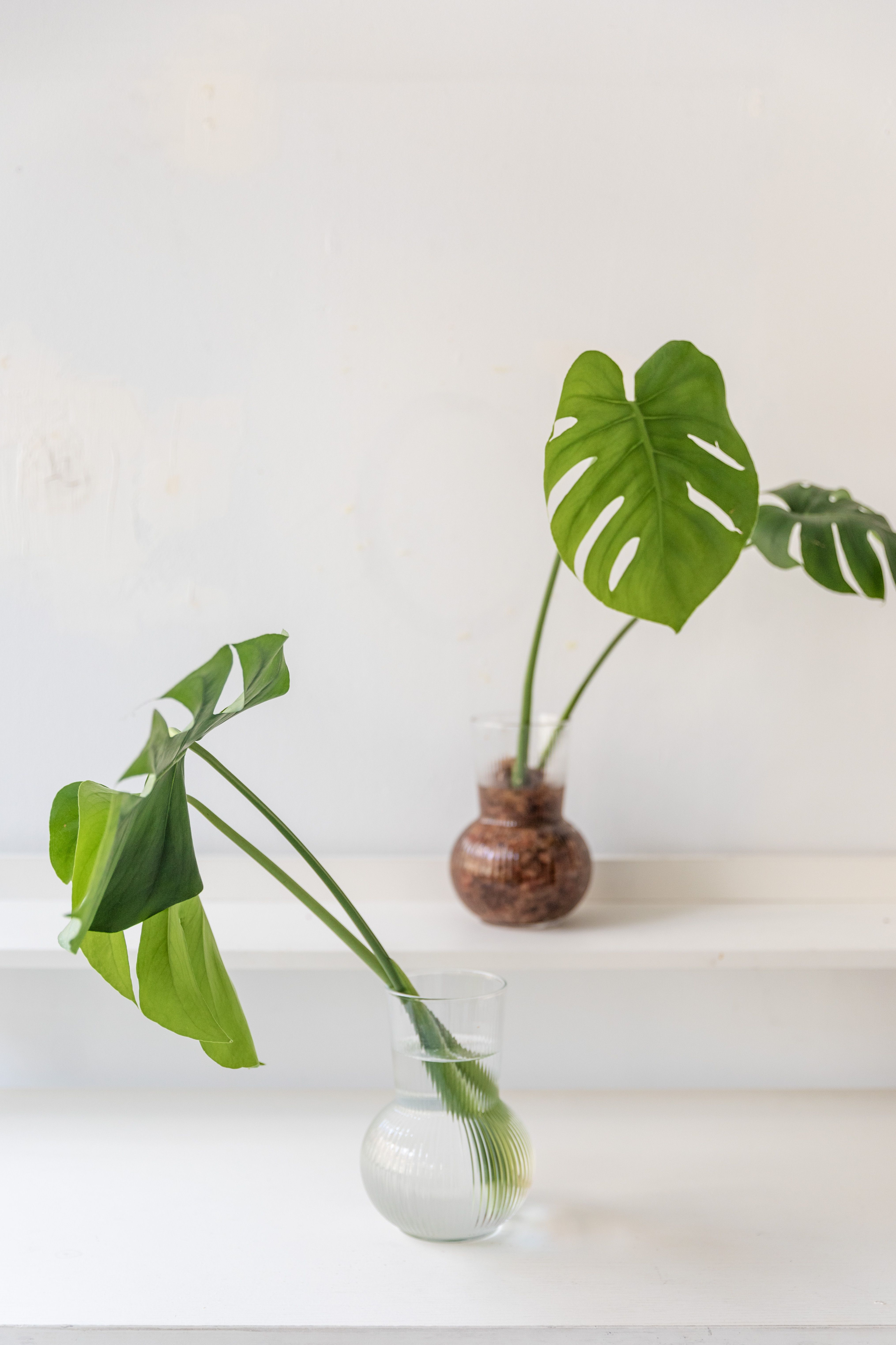 Houseplant inspiration for Farmersville and Collin County