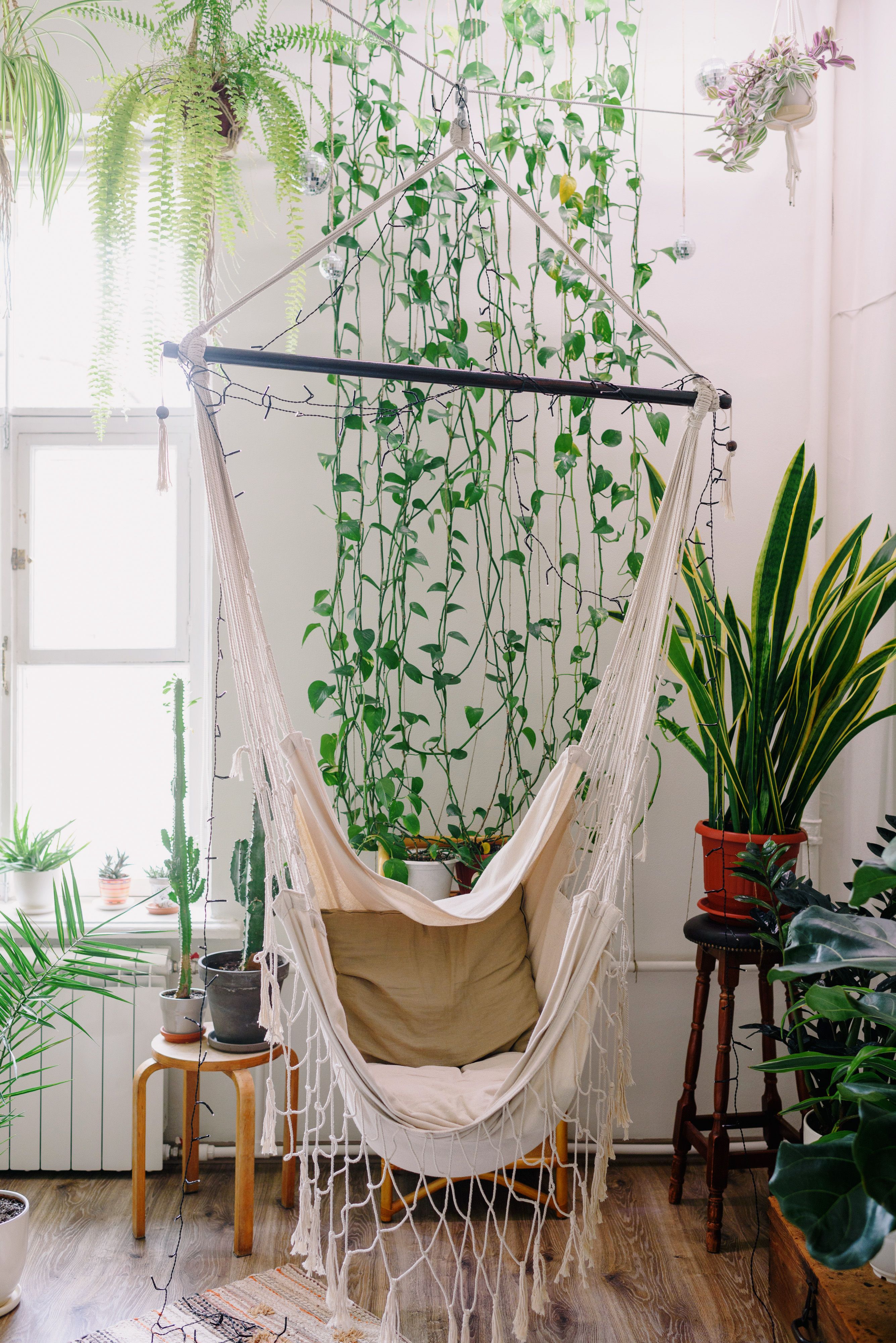 Indoor foliage and plant care inspiration
