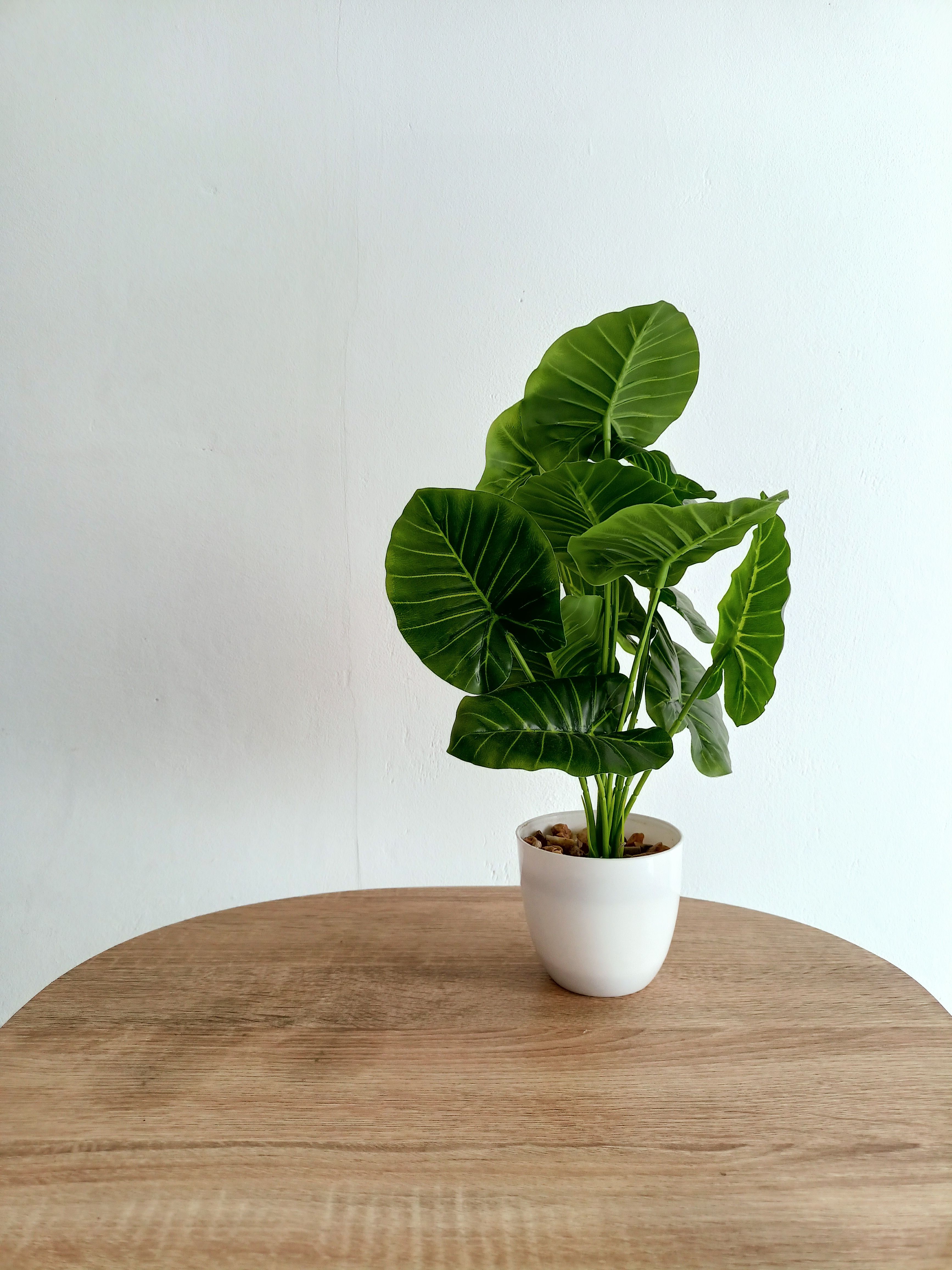 Tropical houseplant decor in Copeville Texas homes