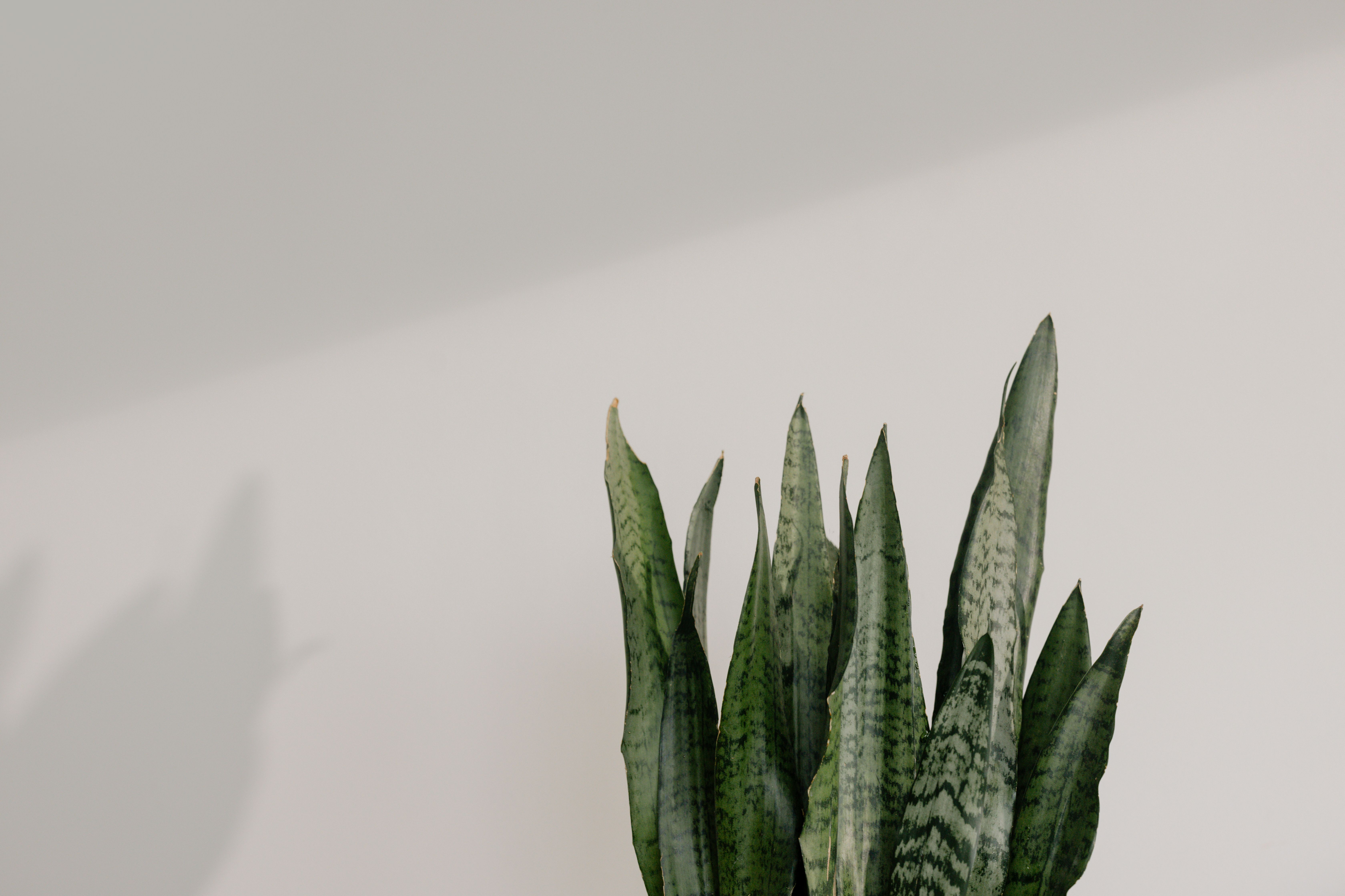 Indoor plant care and styling ideas