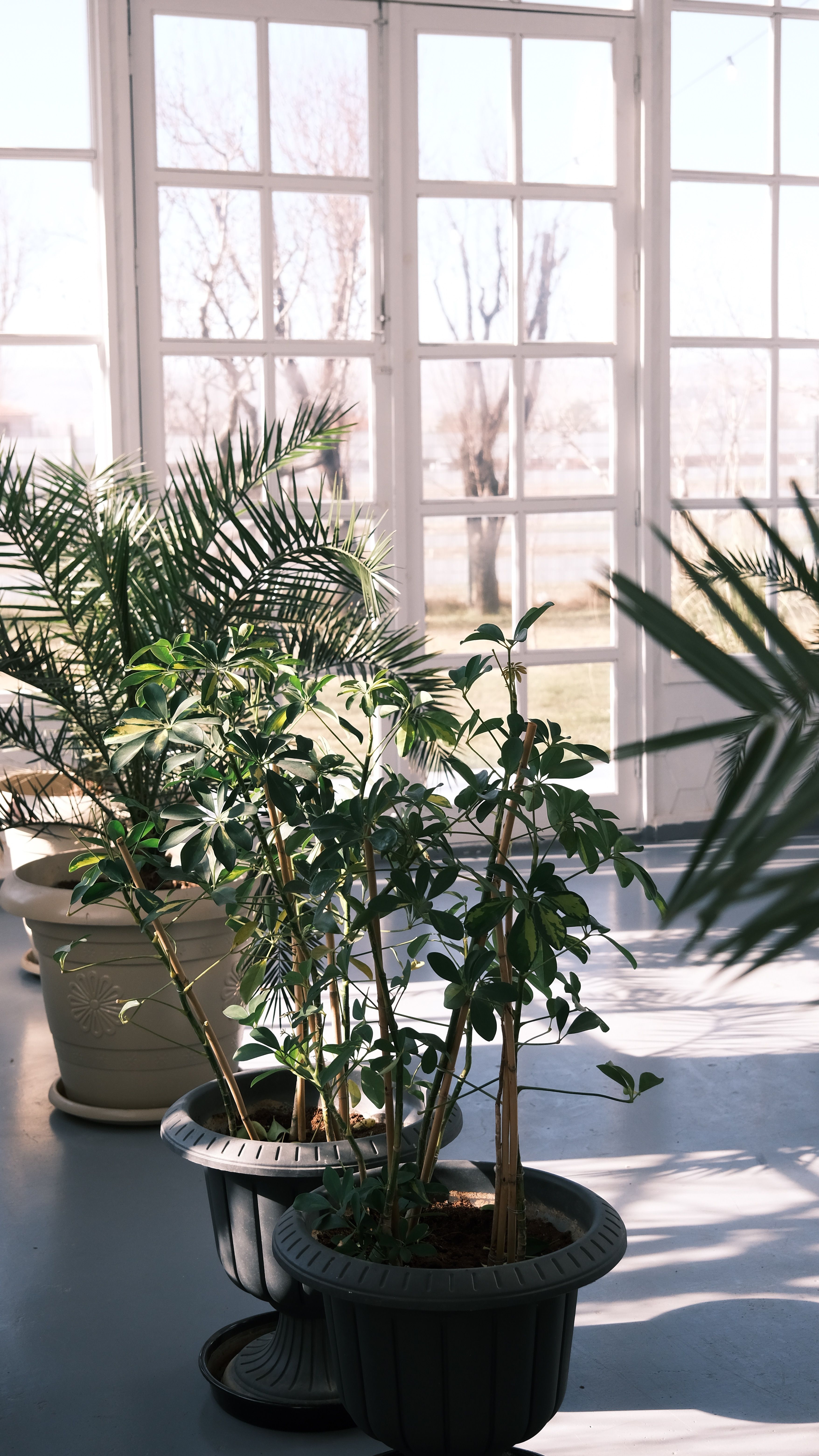 Tropical foliage and houseplant decor for Murphy homes