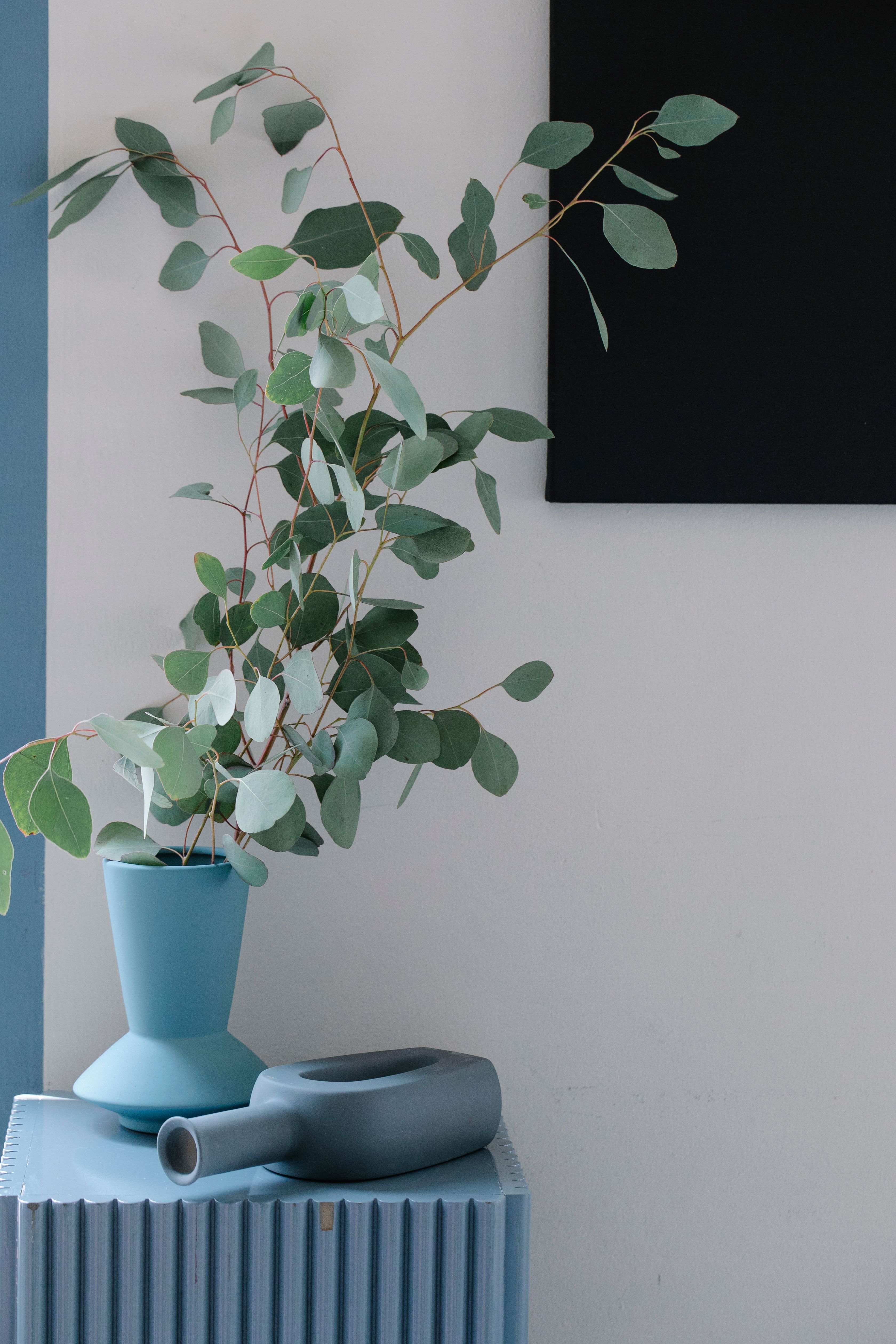 Plant styling ideas for Frisco homes