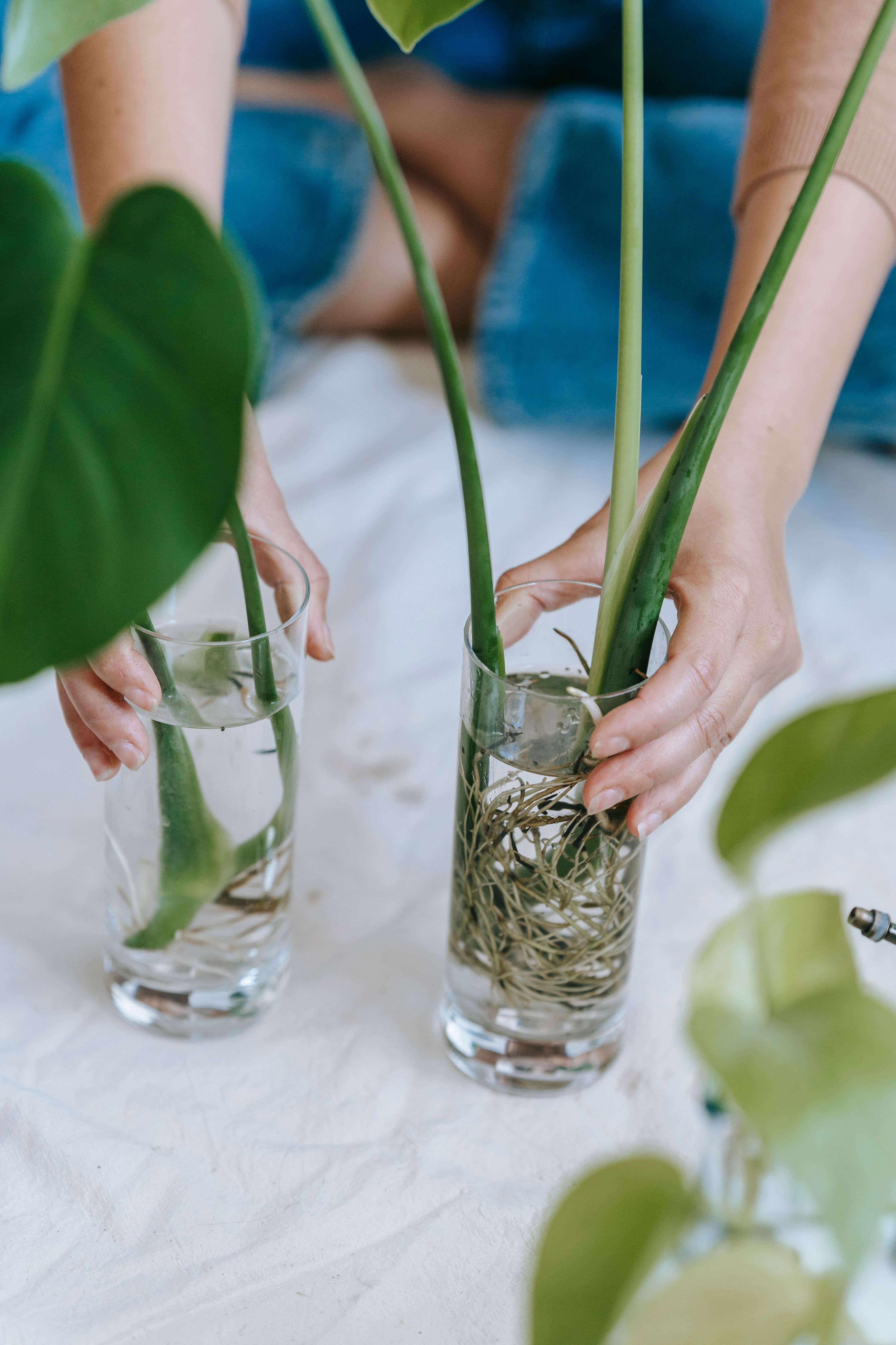 Tropical foliage and houseplant decor for Melissa homes