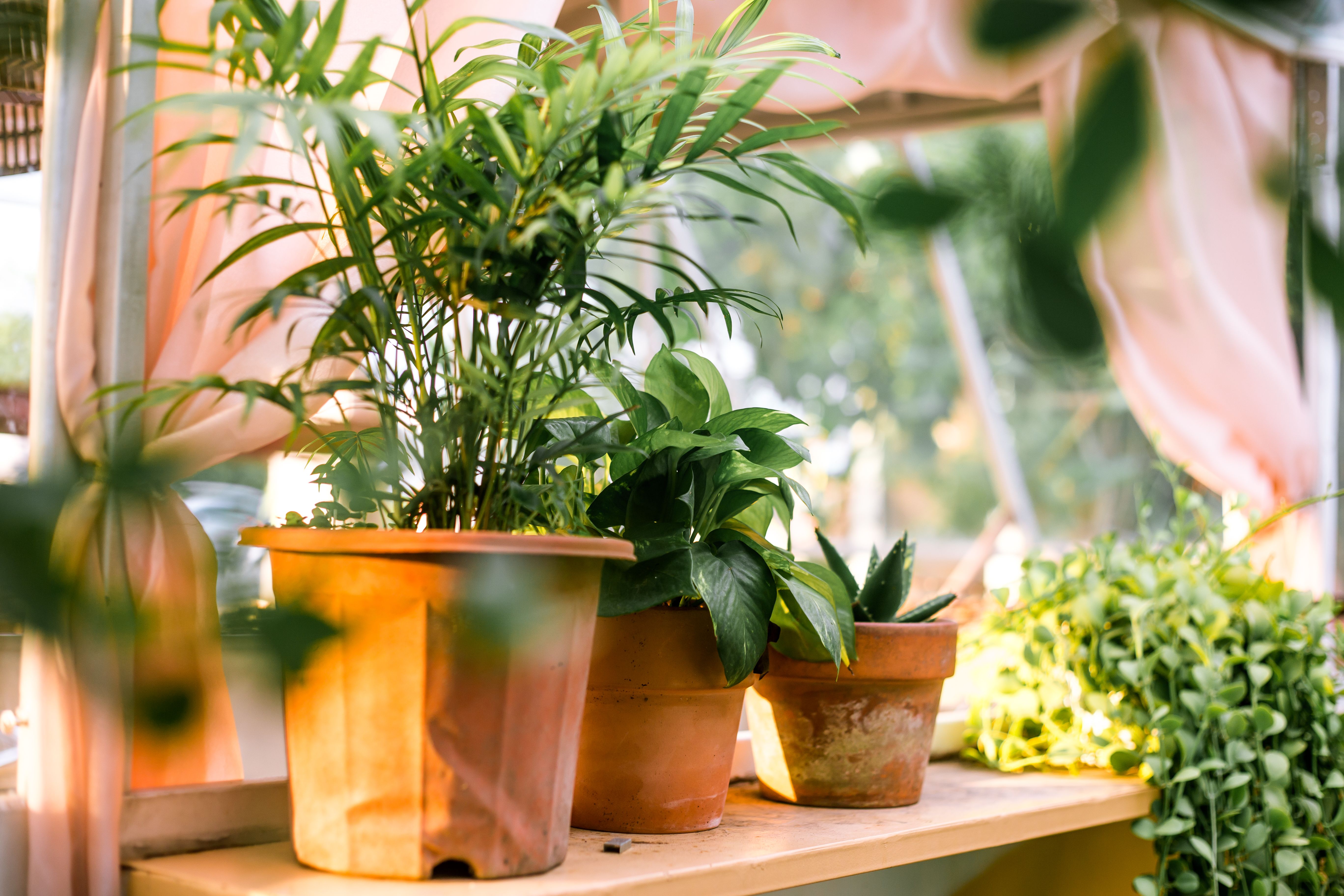 Green indoor foliage for Richardson homes