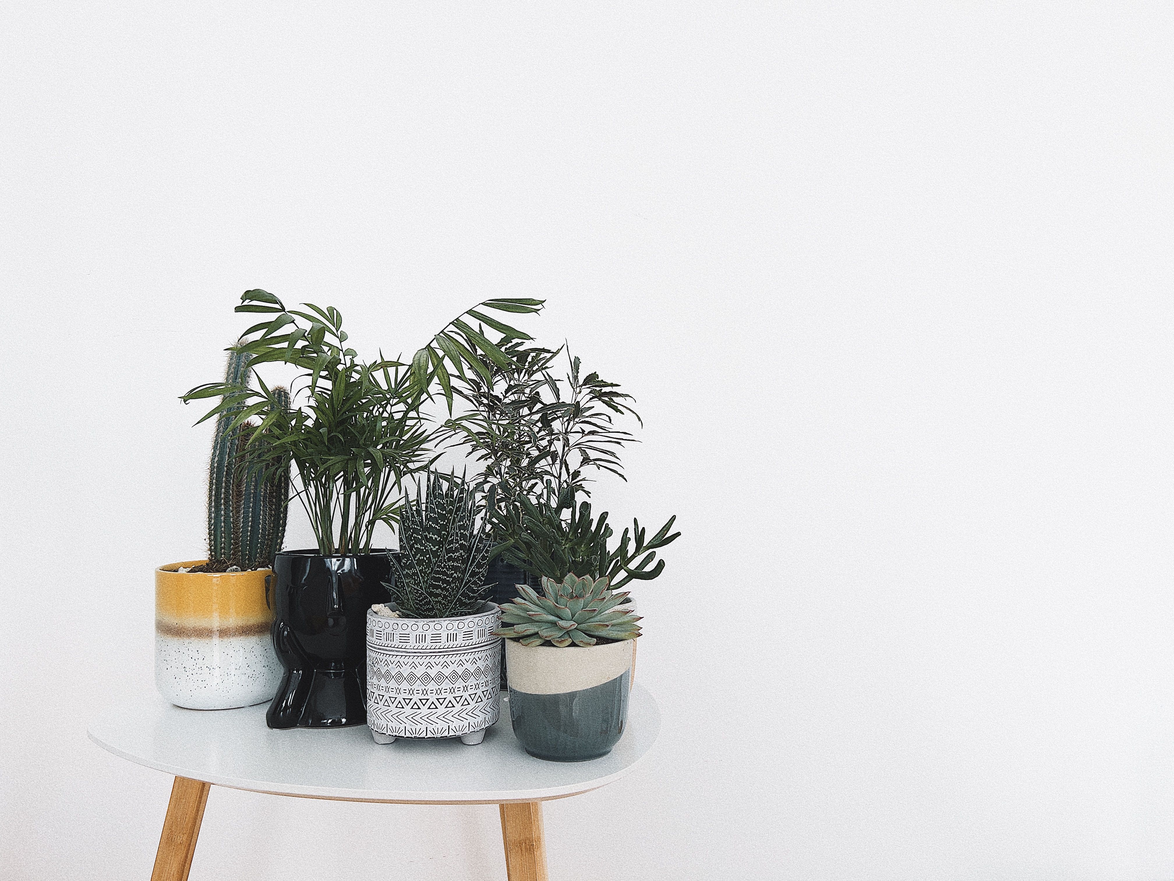 Tropical foliage and houseplant decor for Lowry Crossing homes