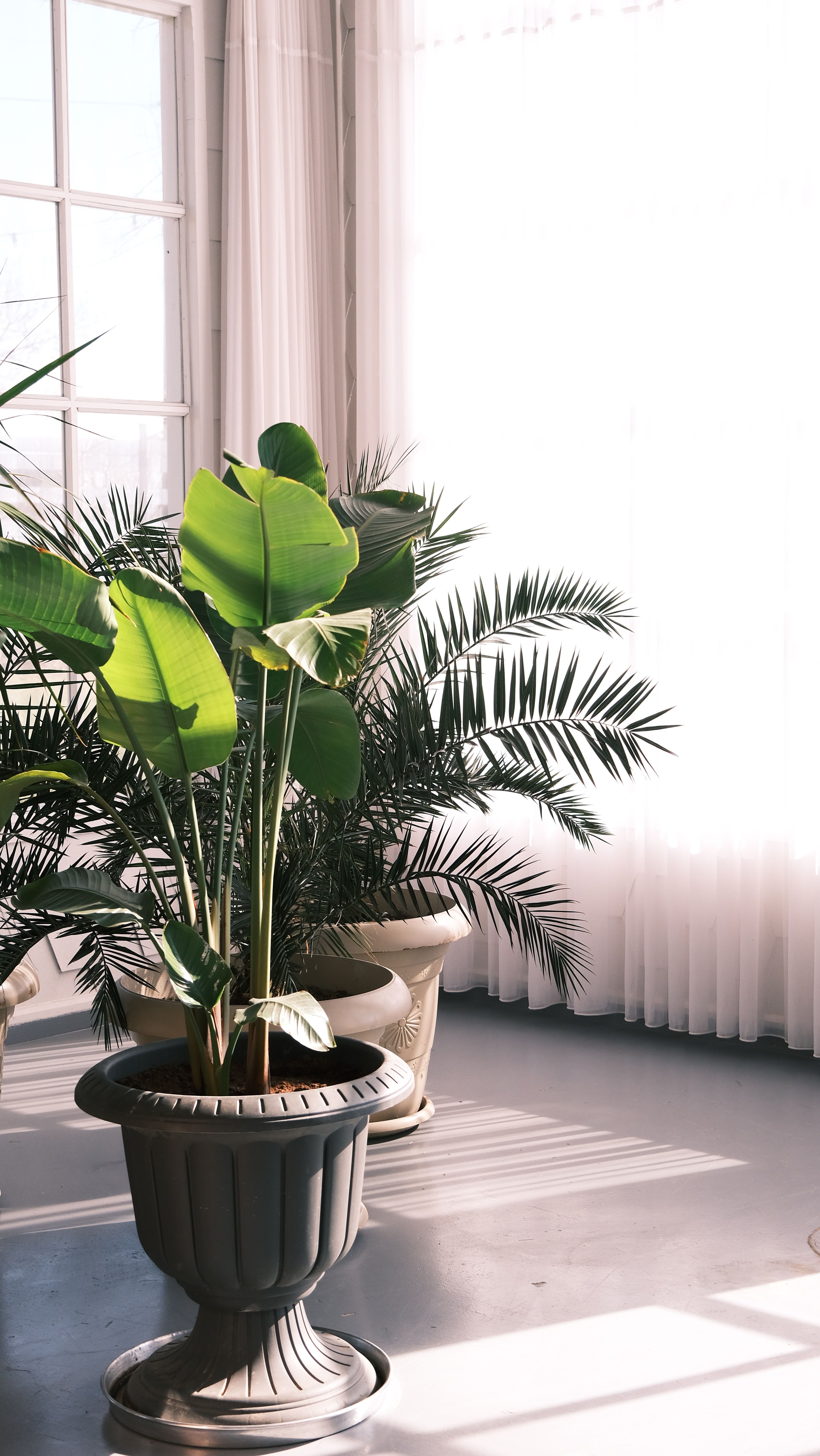 Tropical foliage and houseplant decor for New Hope homes